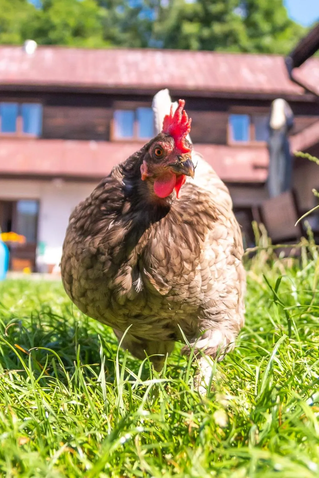 Animals in Penzion Vápenka