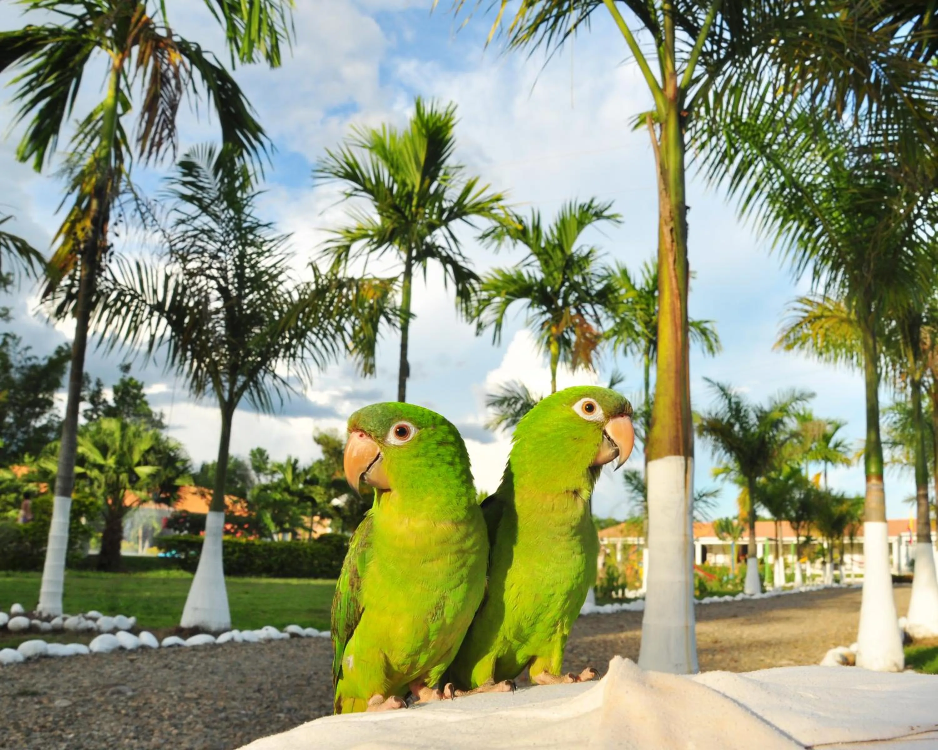 Garden in Hotel Rosalinda Campestre del Llano