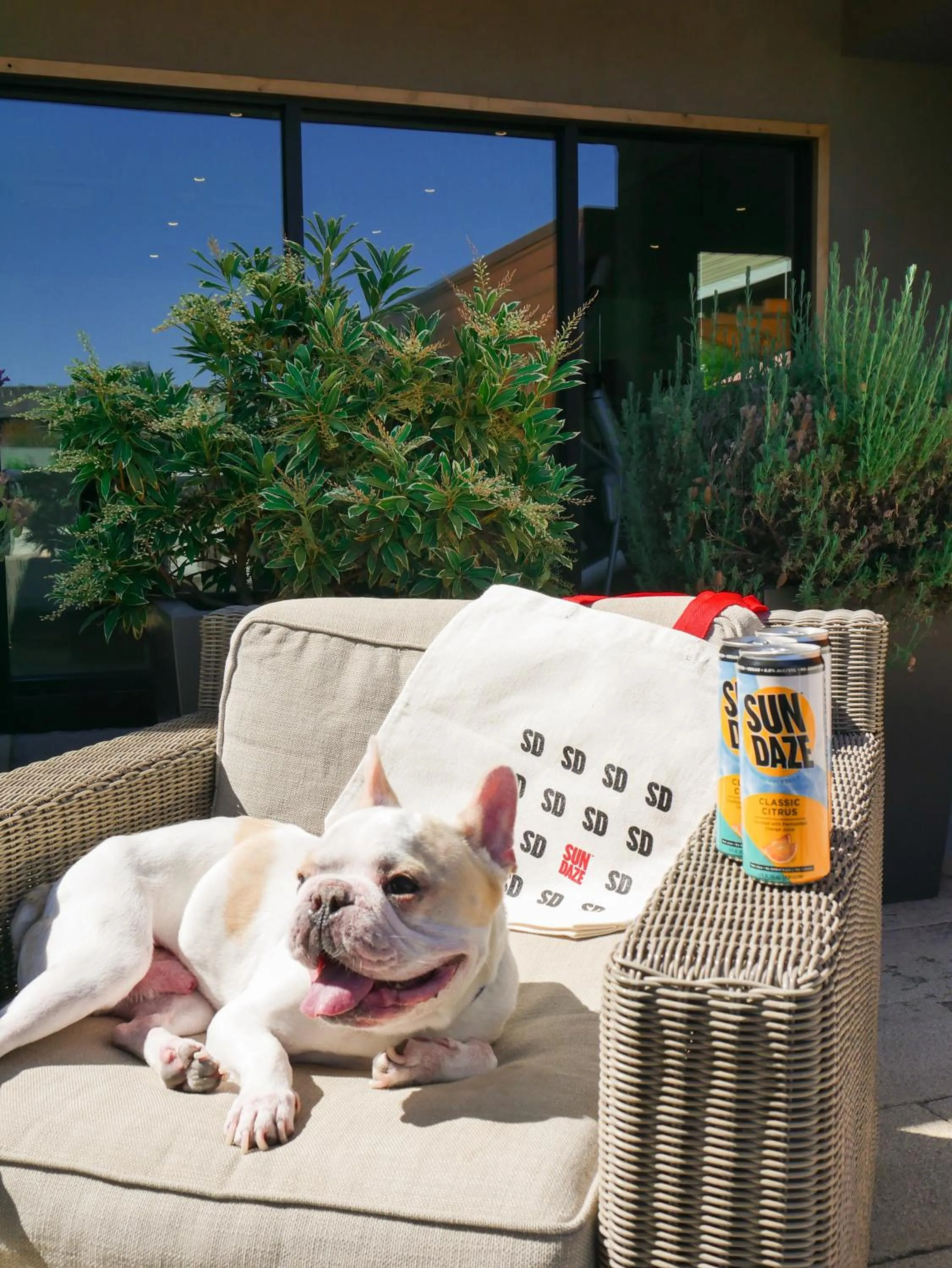 Pets in The Nest Hotel Palo Alto