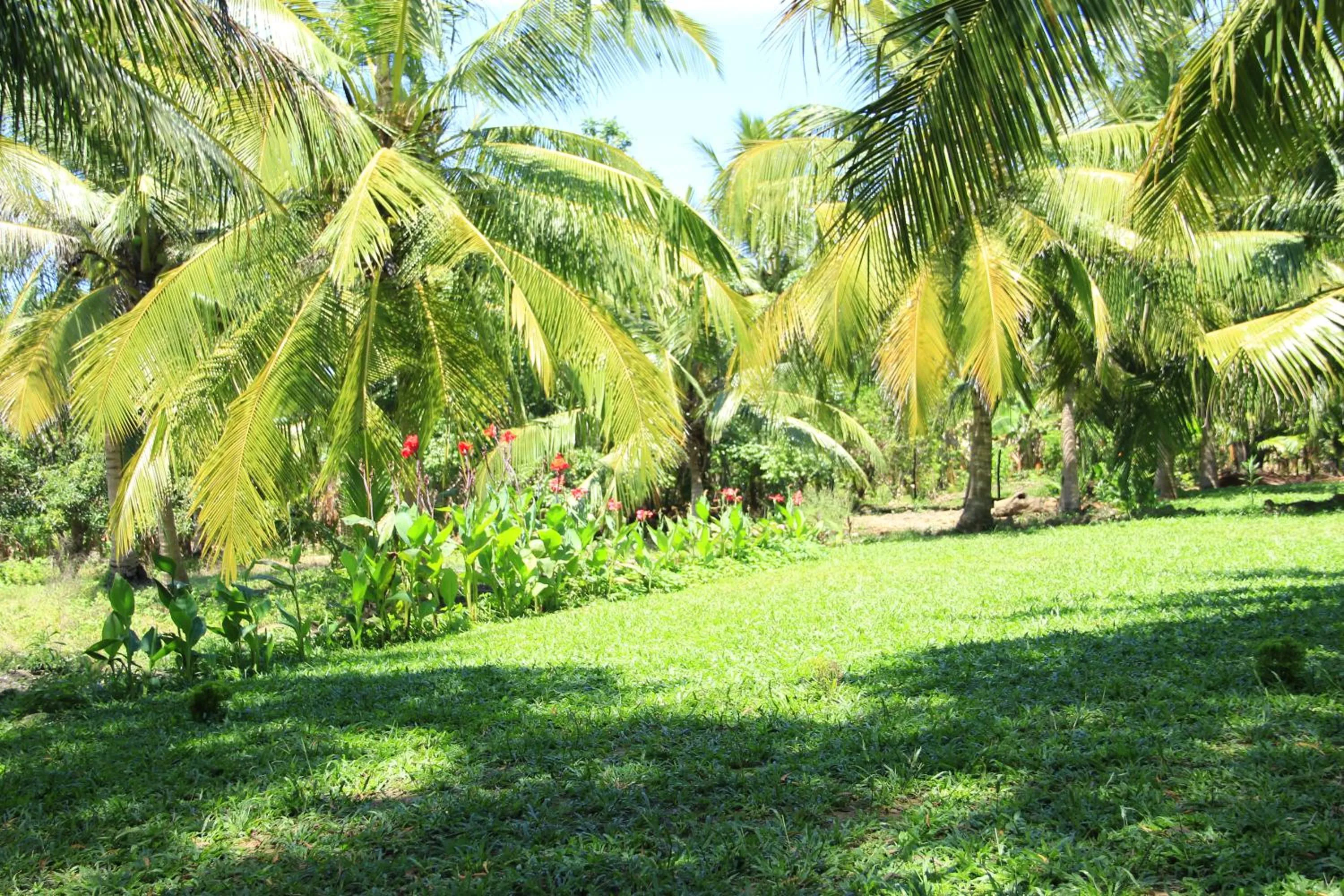 Garden in The Coconut Gardens Hotel & Restaurant