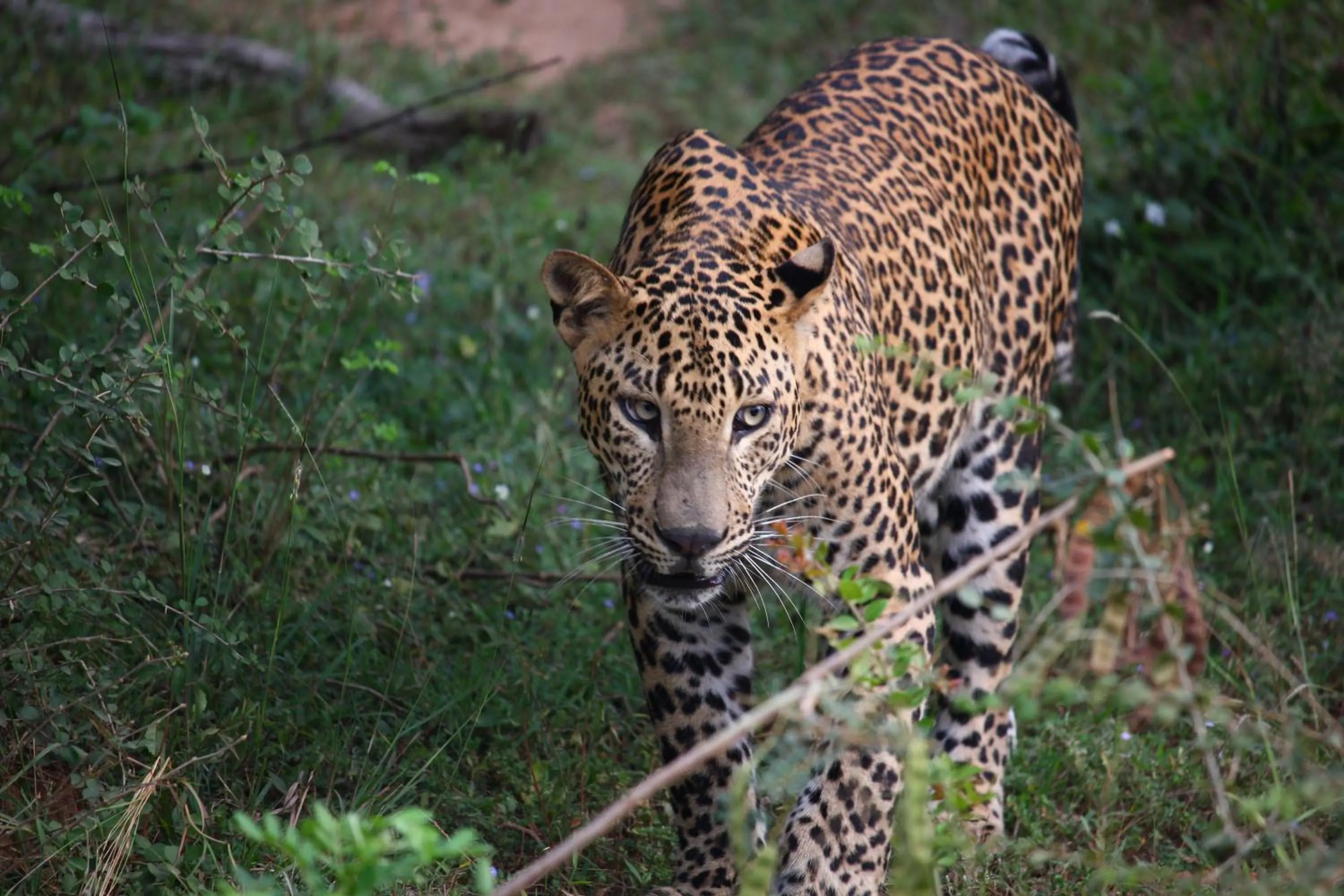 Animals in The Coconut Gardens Hotel & Restaurant