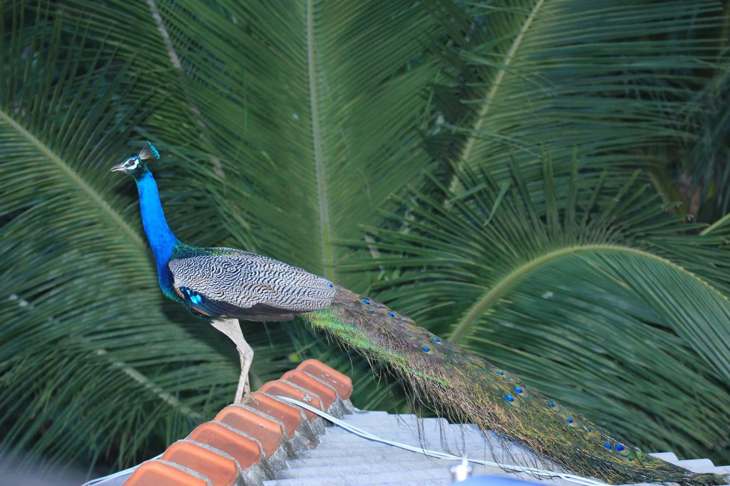 Animals in The Coconut Gardens Hotel & Restaurant