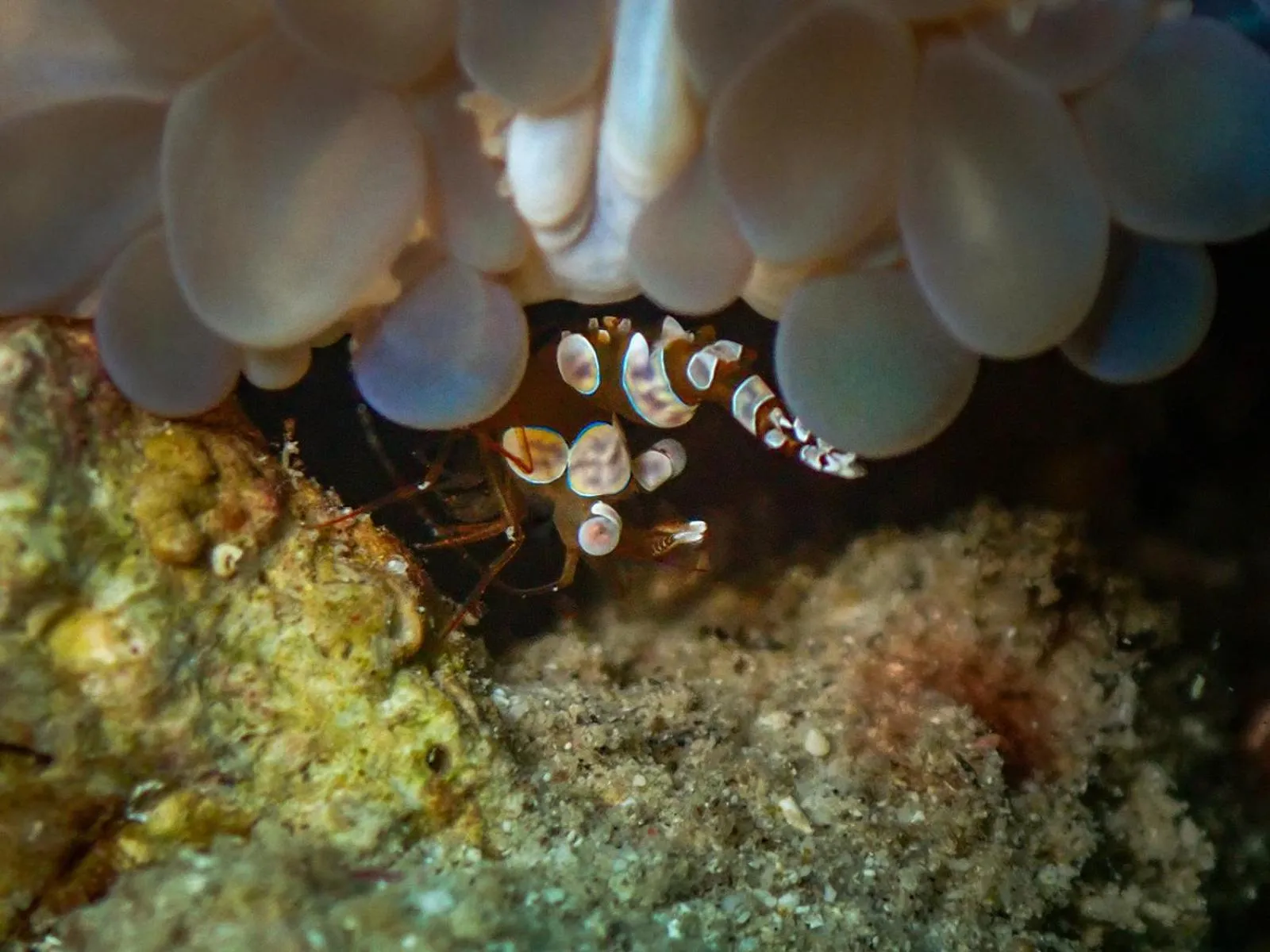 Diving in Sudamala Resort, Seraya, Flores