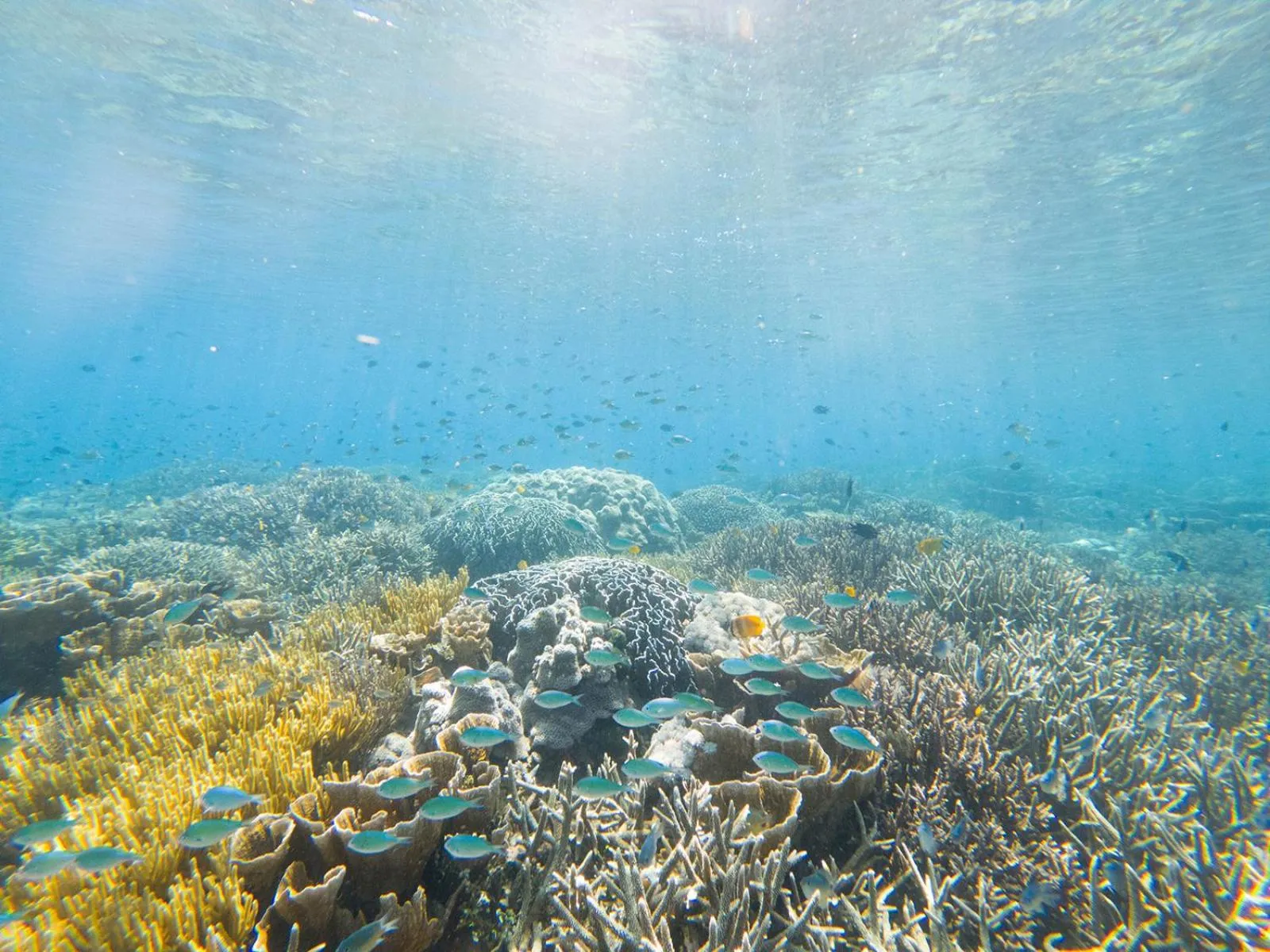 Diving in Sudamala Resort, Seraya, Flores