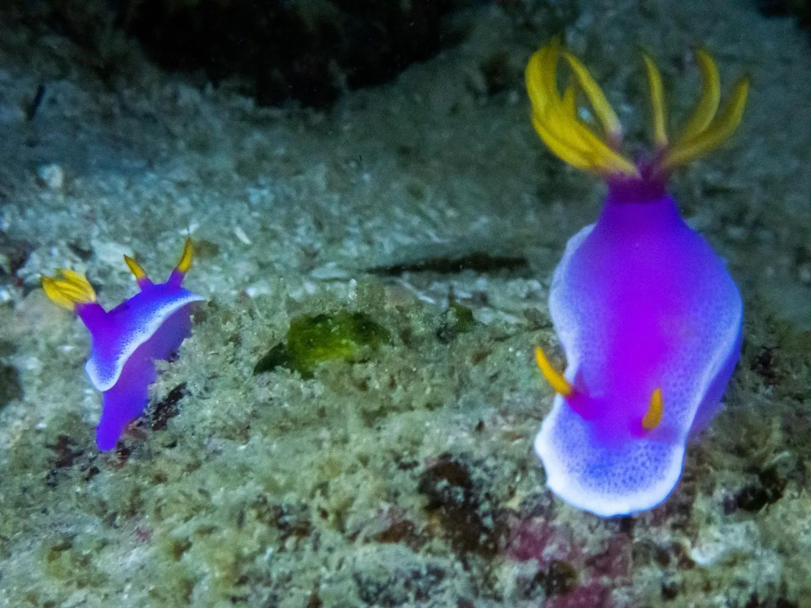 Diving in Sudamala Resort, Seraya, Flores