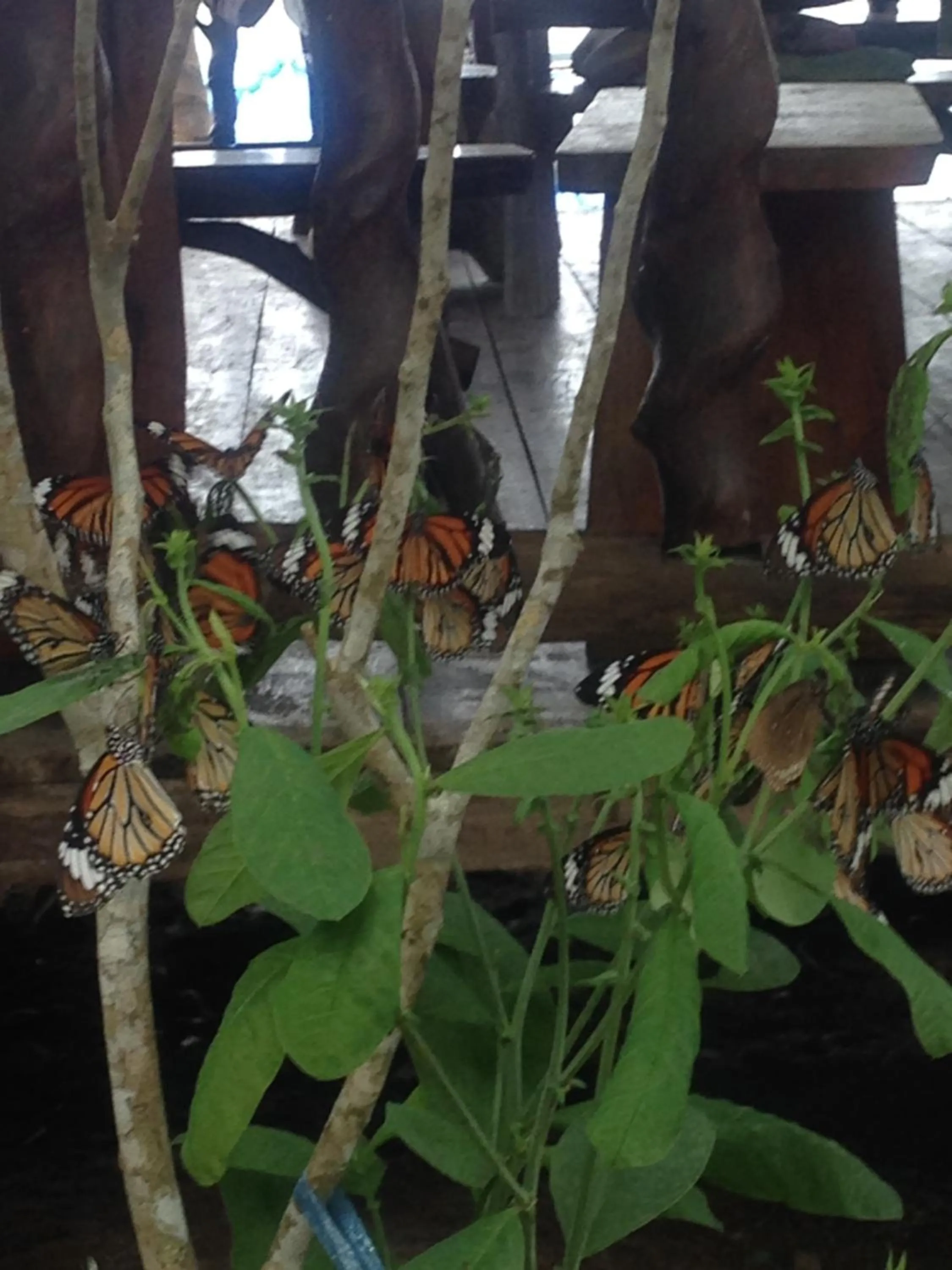 Property building, Patio/Outdoor Area in Koh Chang Resort