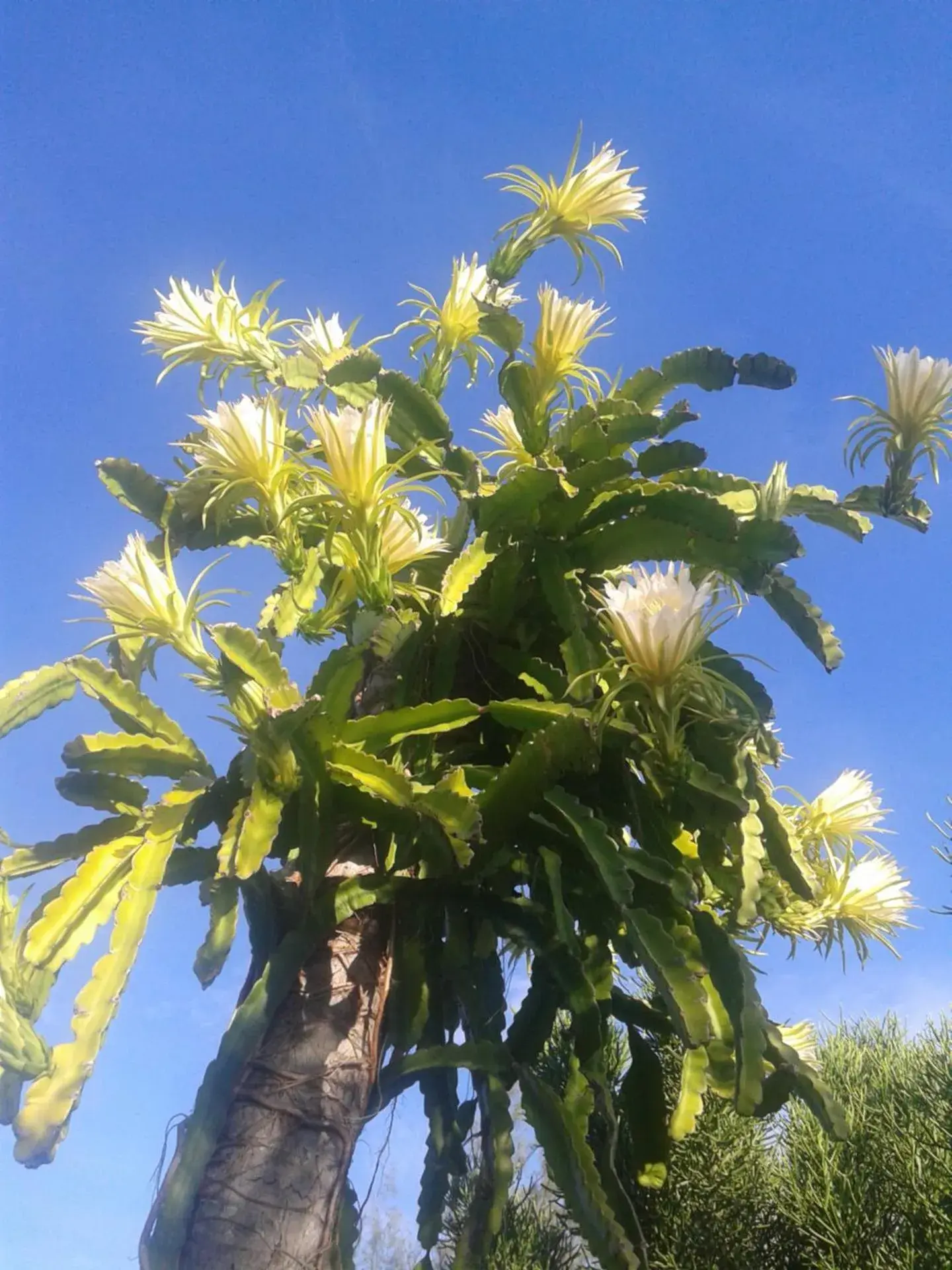 Garden in Hôtel Fenua Mata'i'oa Garden in Hôtel Fenua Mata'i'oa