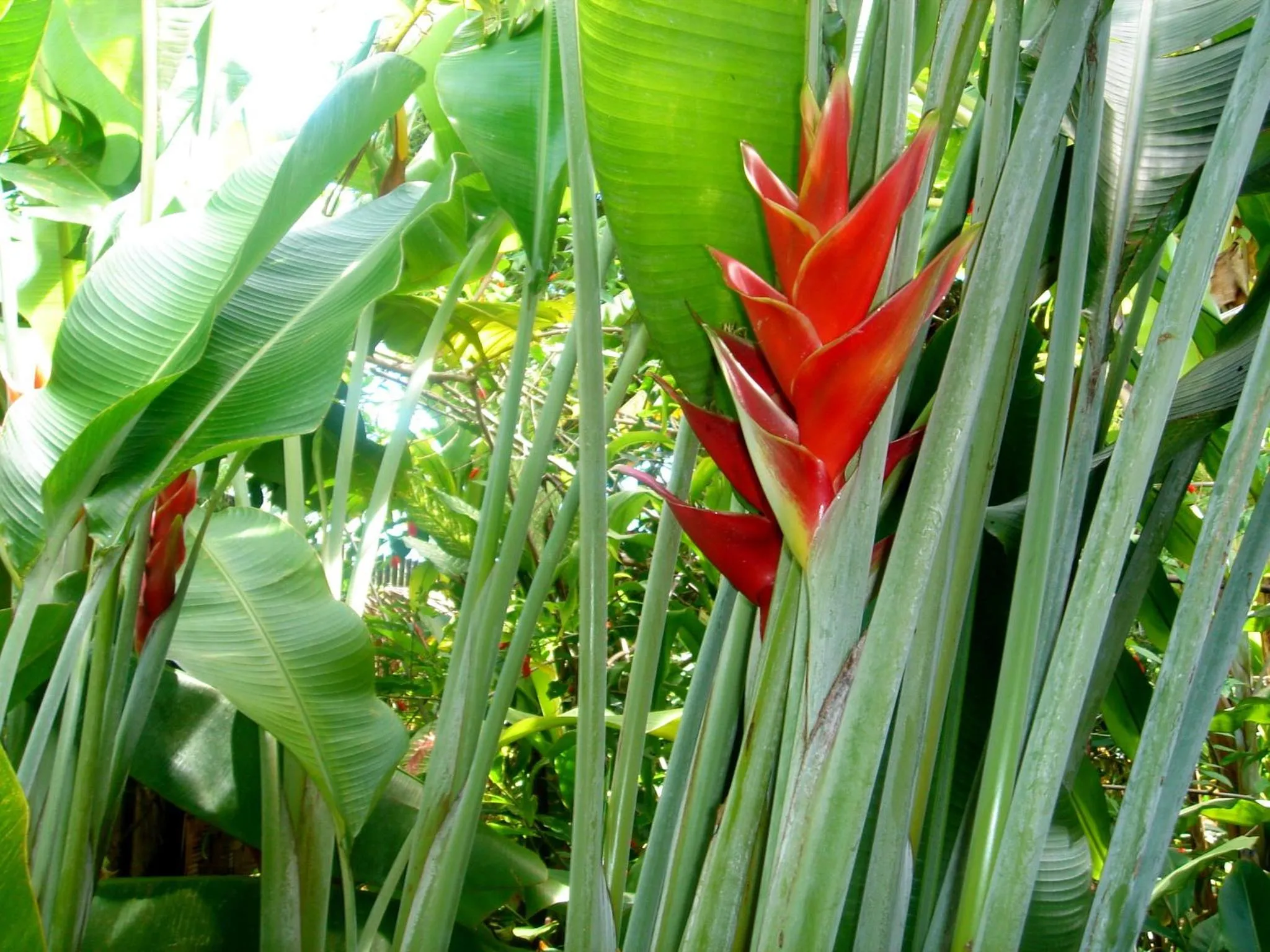 Garden in Hôtel Fenua Mata'i'oa