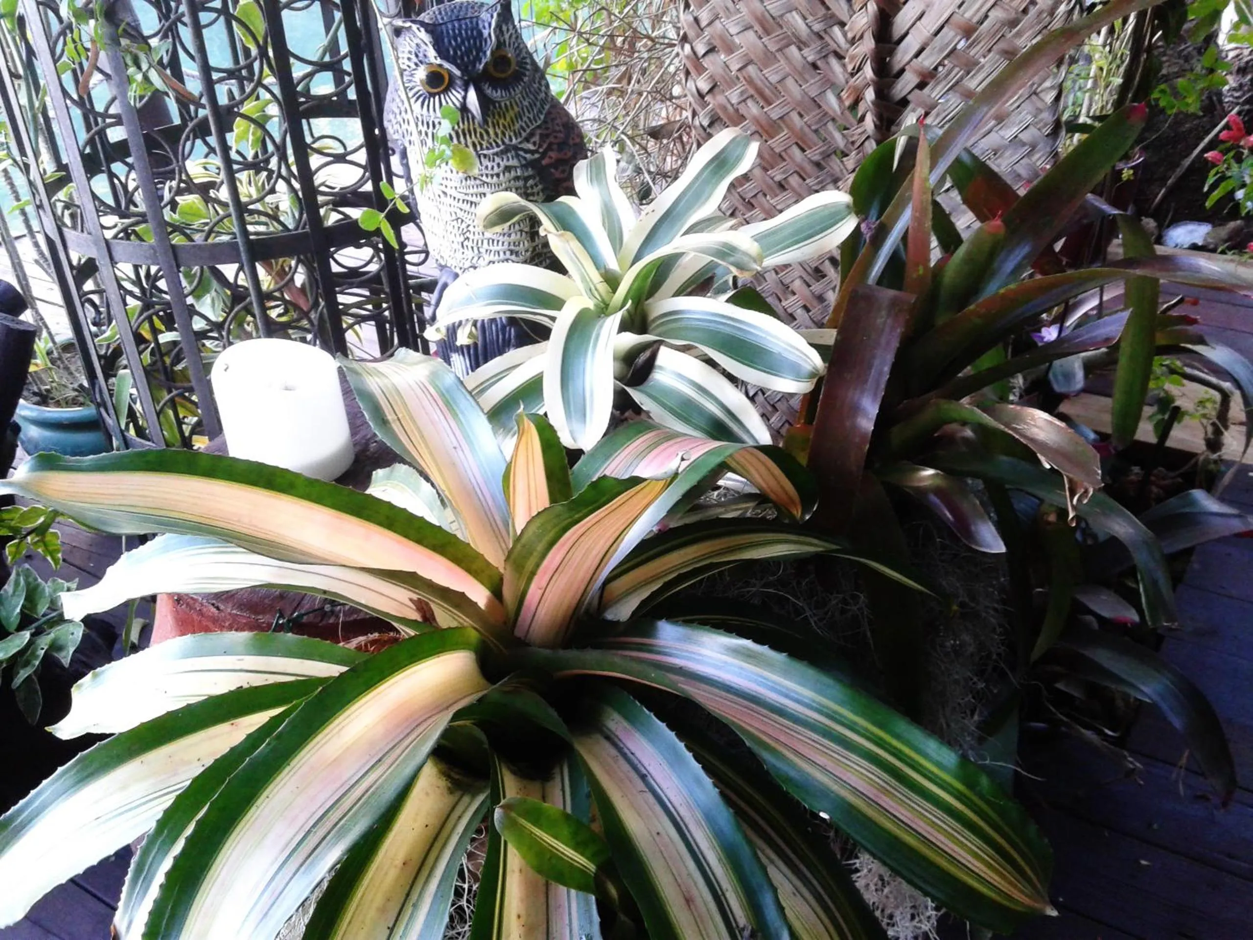 Garden in Hôtel Fenua Mata'i'oa