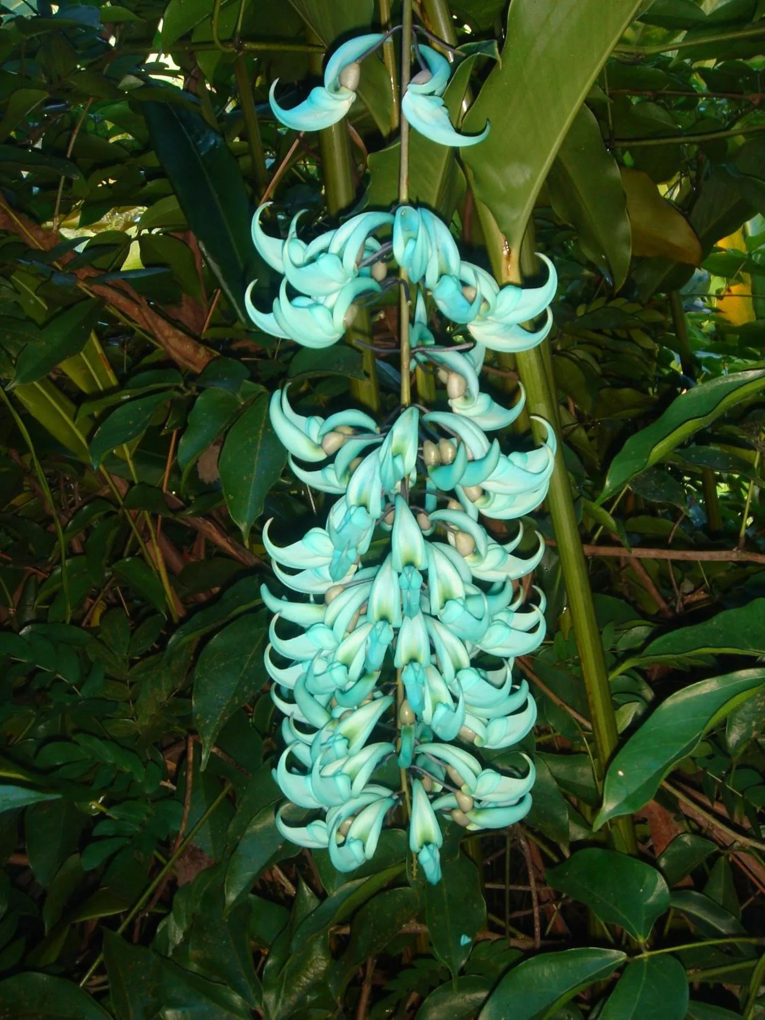 Garden in Hôtel Fenua Mata'i'oa