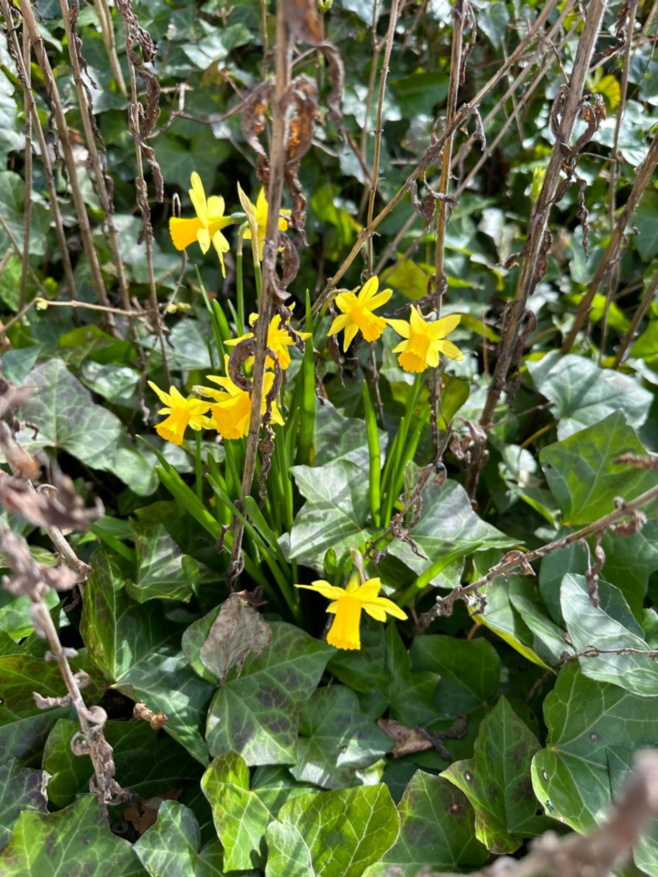 Spring in Helts B&B - Helts Guesthouse