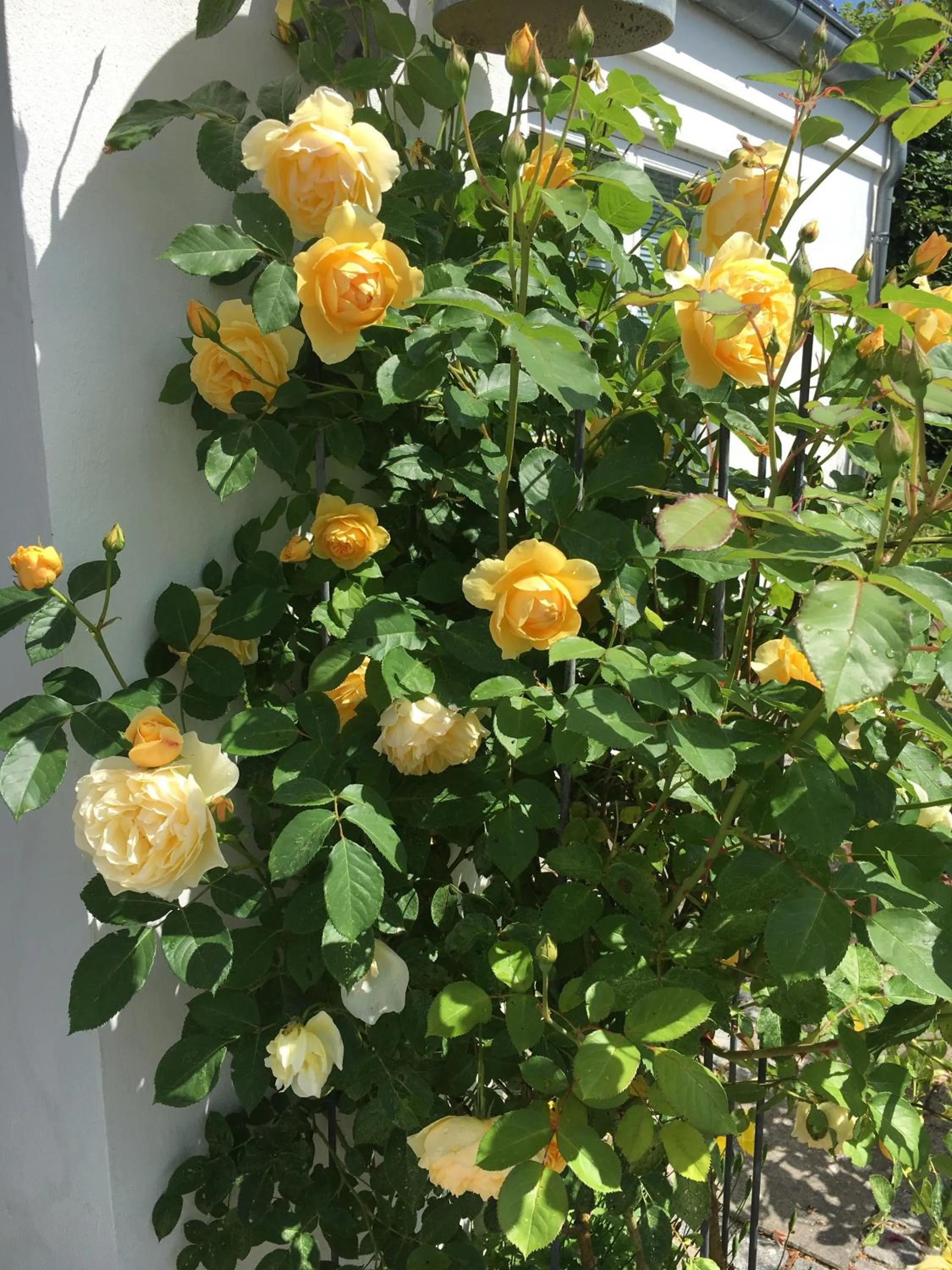 Patio in Helts B&B - Helts Guesthouse