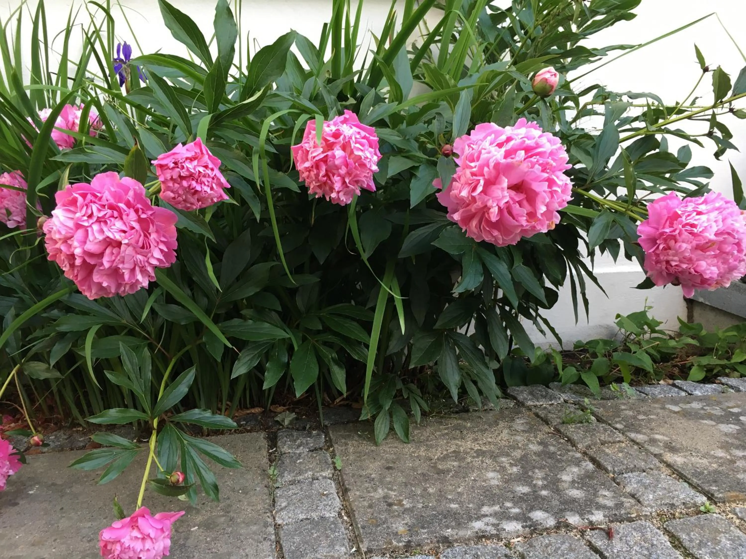 Garden in Helts B&B - Helts Guesthouse