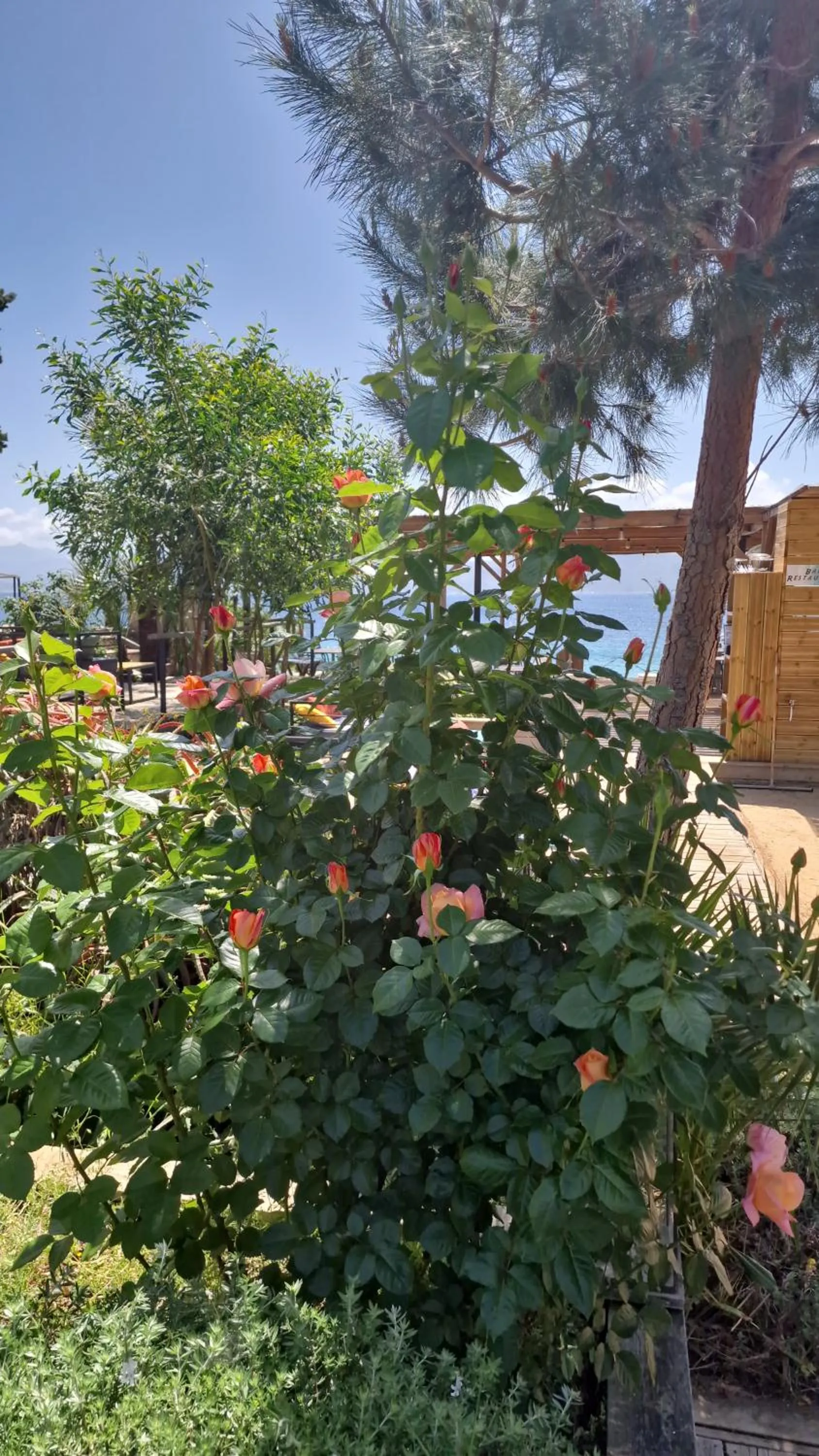 Garden in Hotel L'Escale