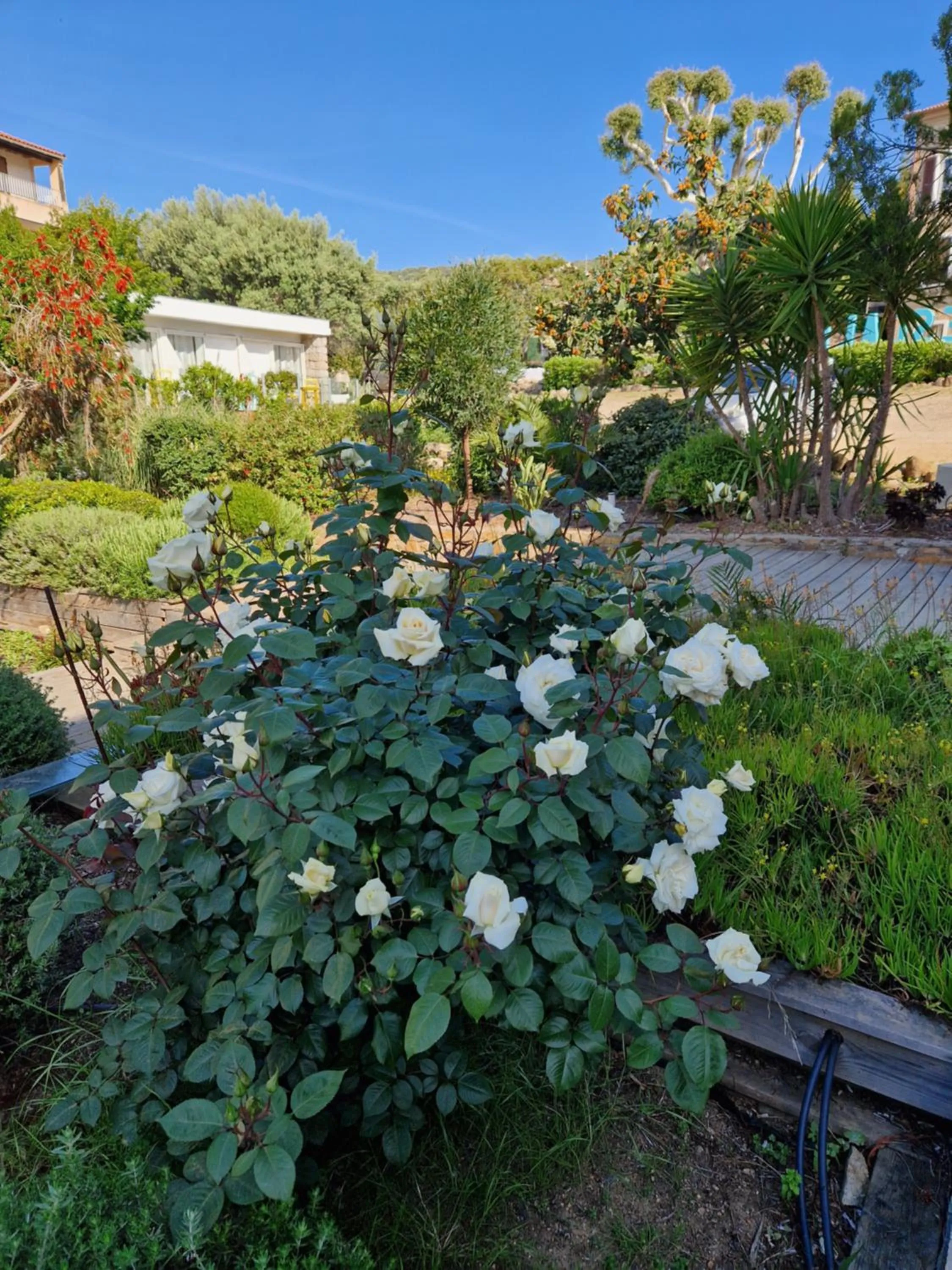 Garden in Hotel L'Escale