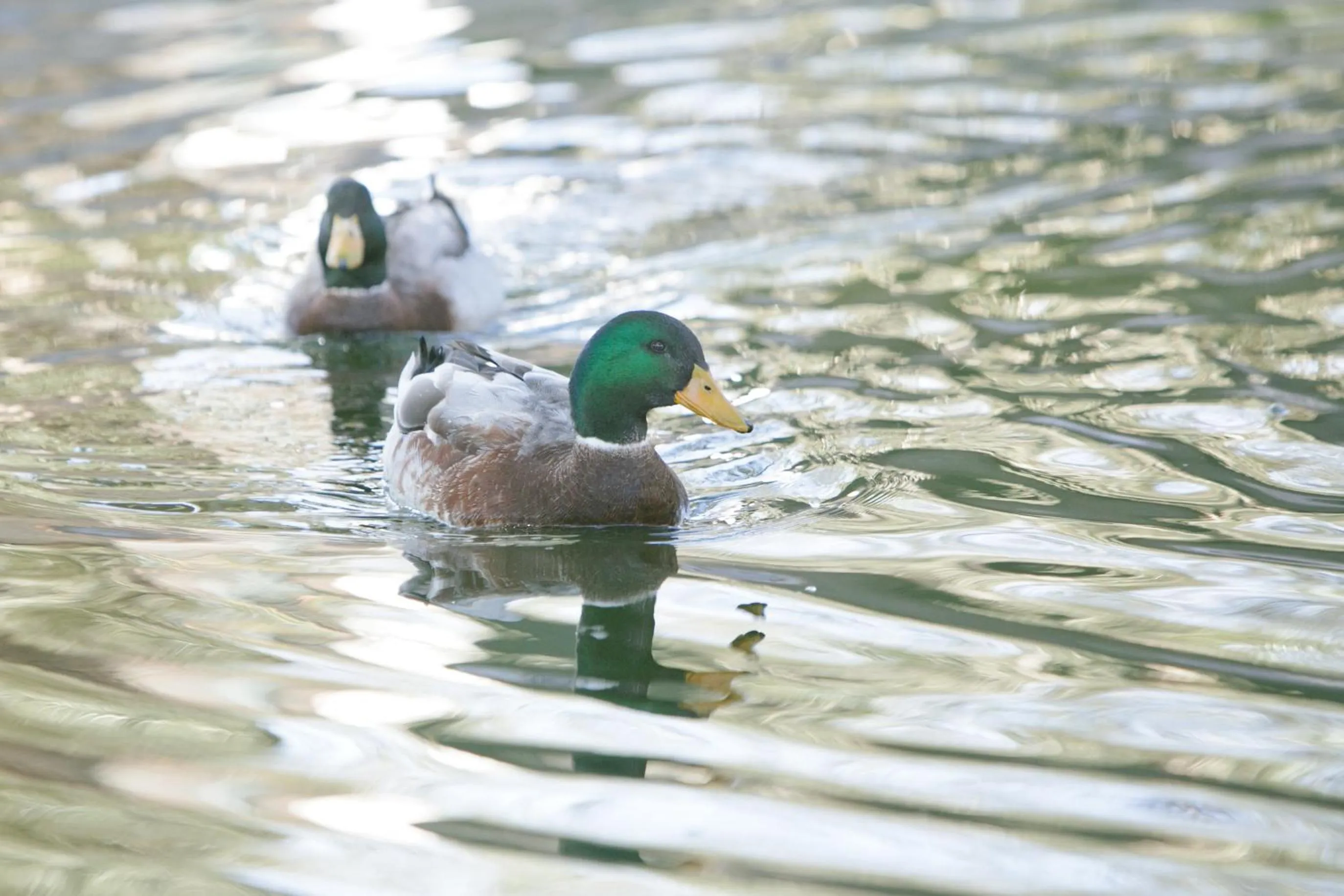 Garden in Beaufort Manor Country Lodge
