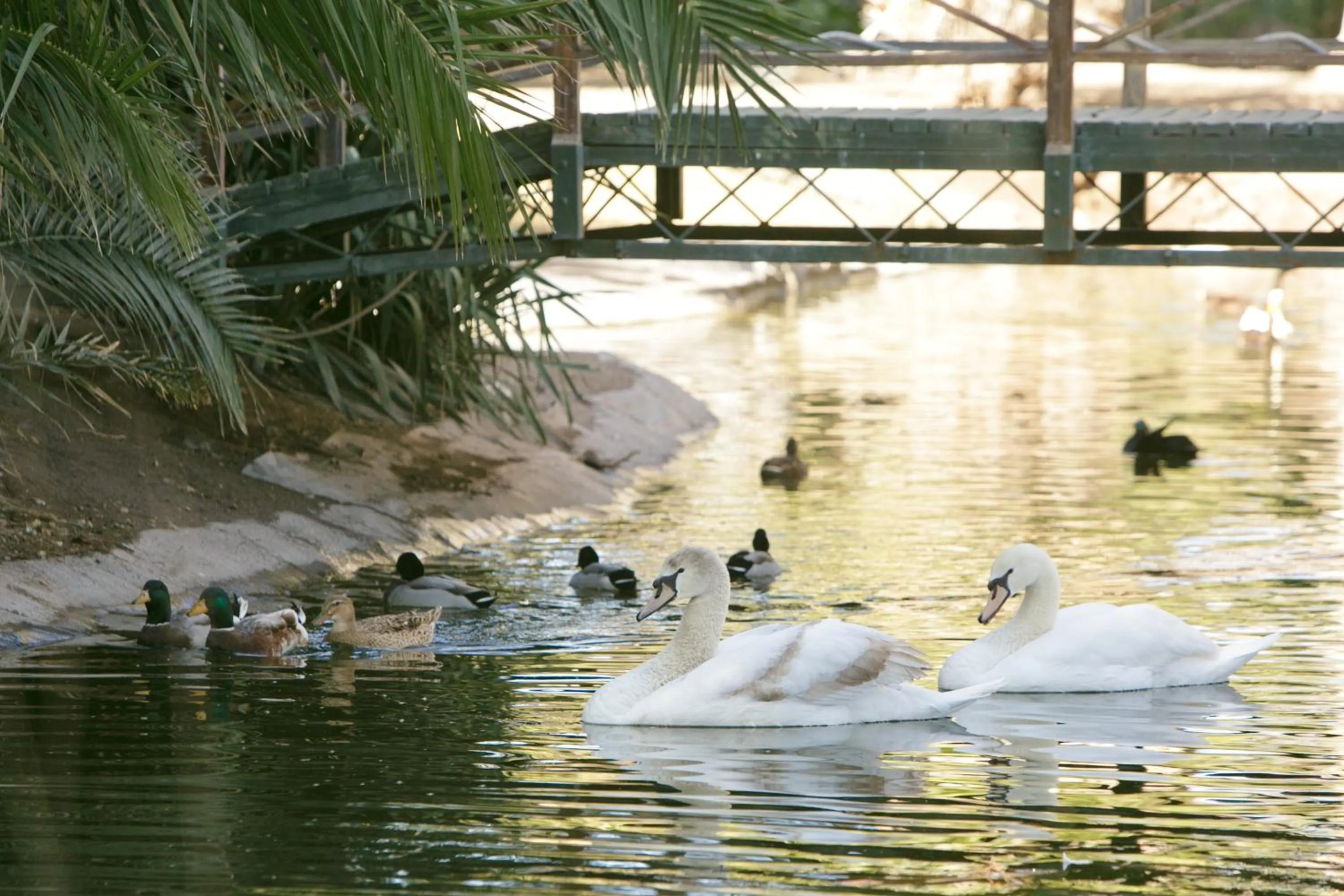 Animals in Beaufort Manor Country Lodge