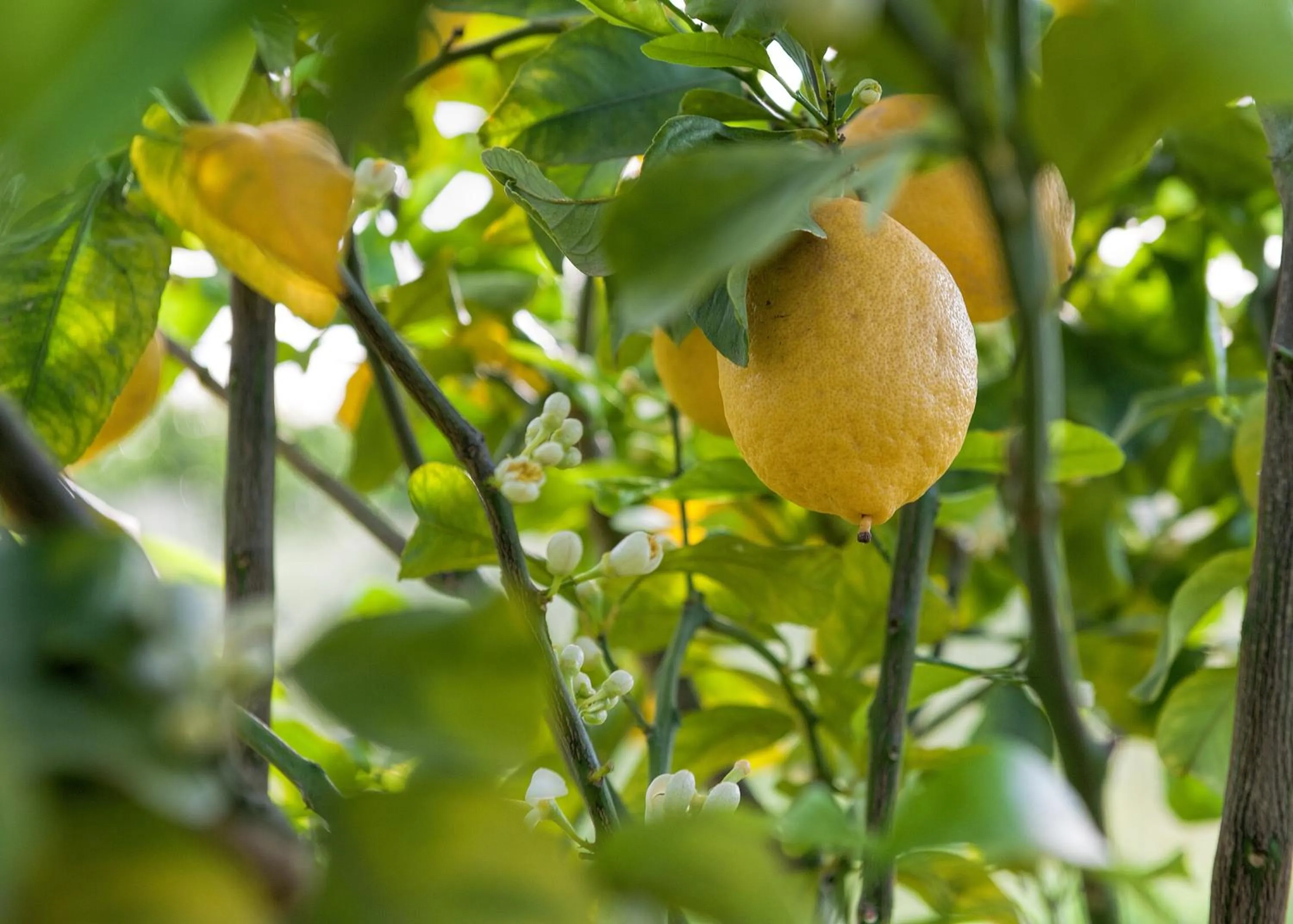 Garden in Masseria Della Volpe