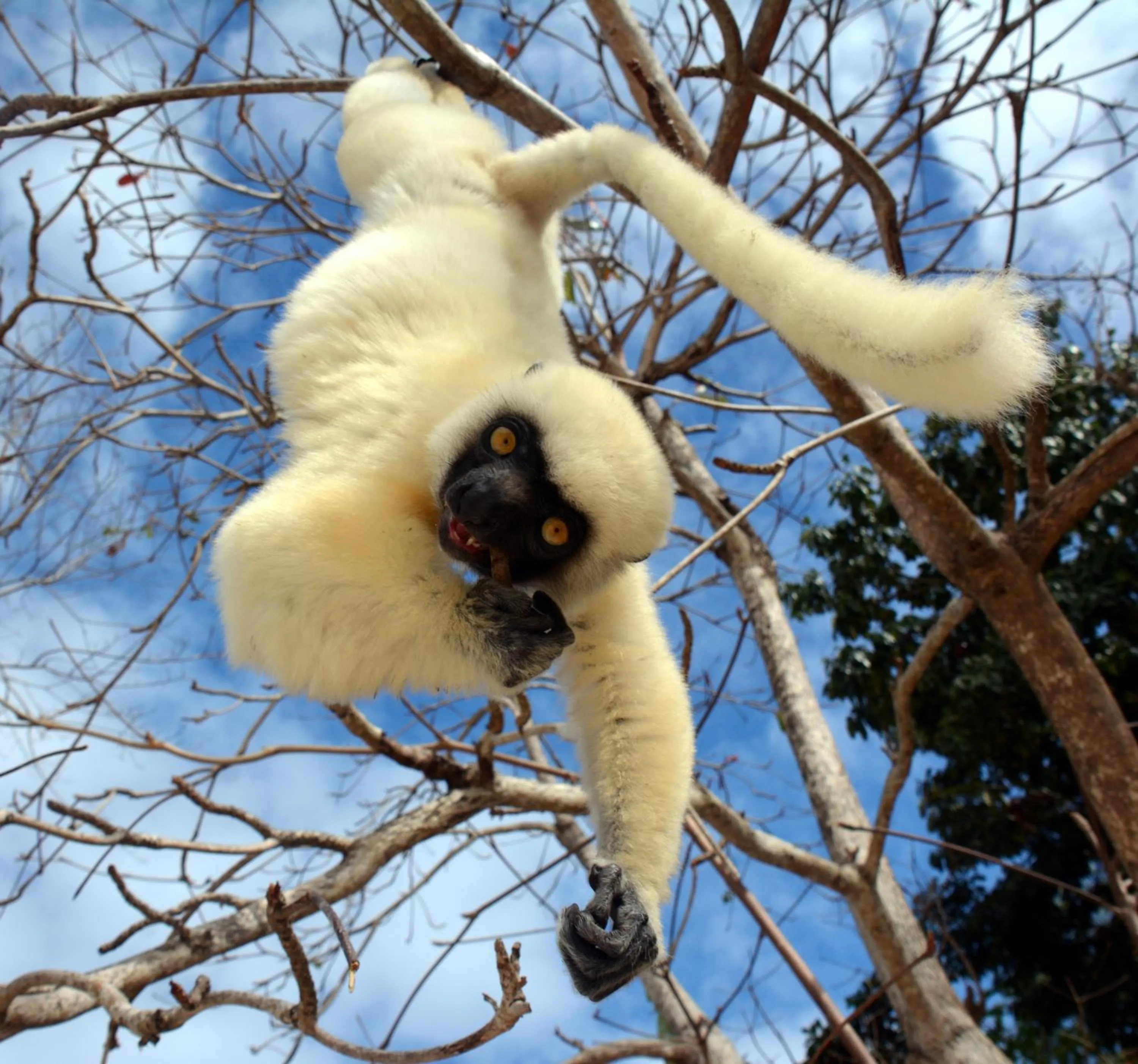 Animals in Hotel Mahita Tsara