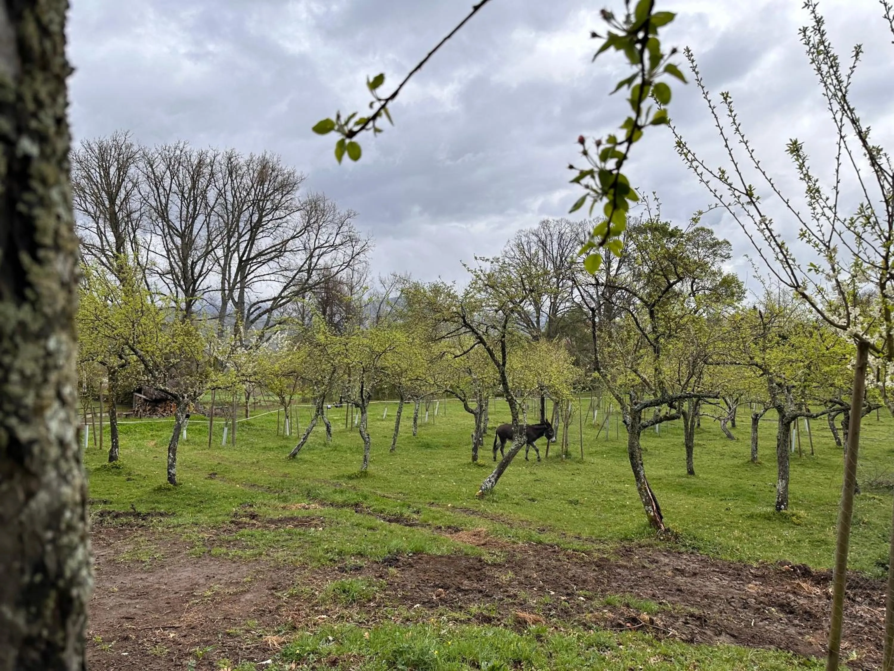 Animals in Pazo da Pena Manzaneda