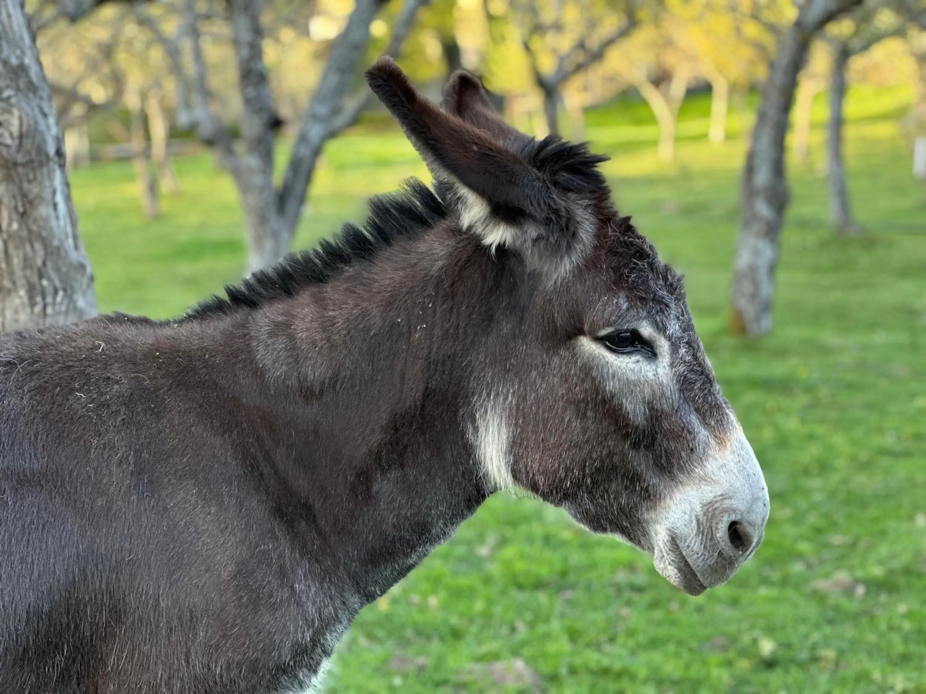 Animals in Pazo da Pena Manzaneda