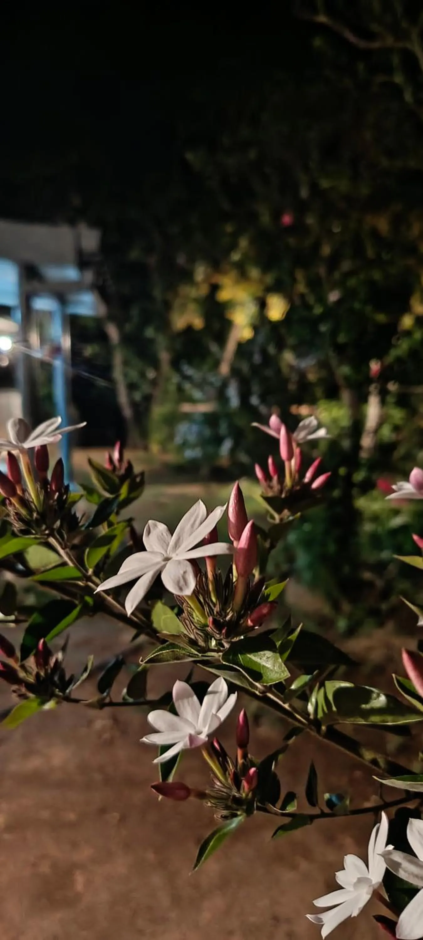 Garden in Adisham village home Haputale