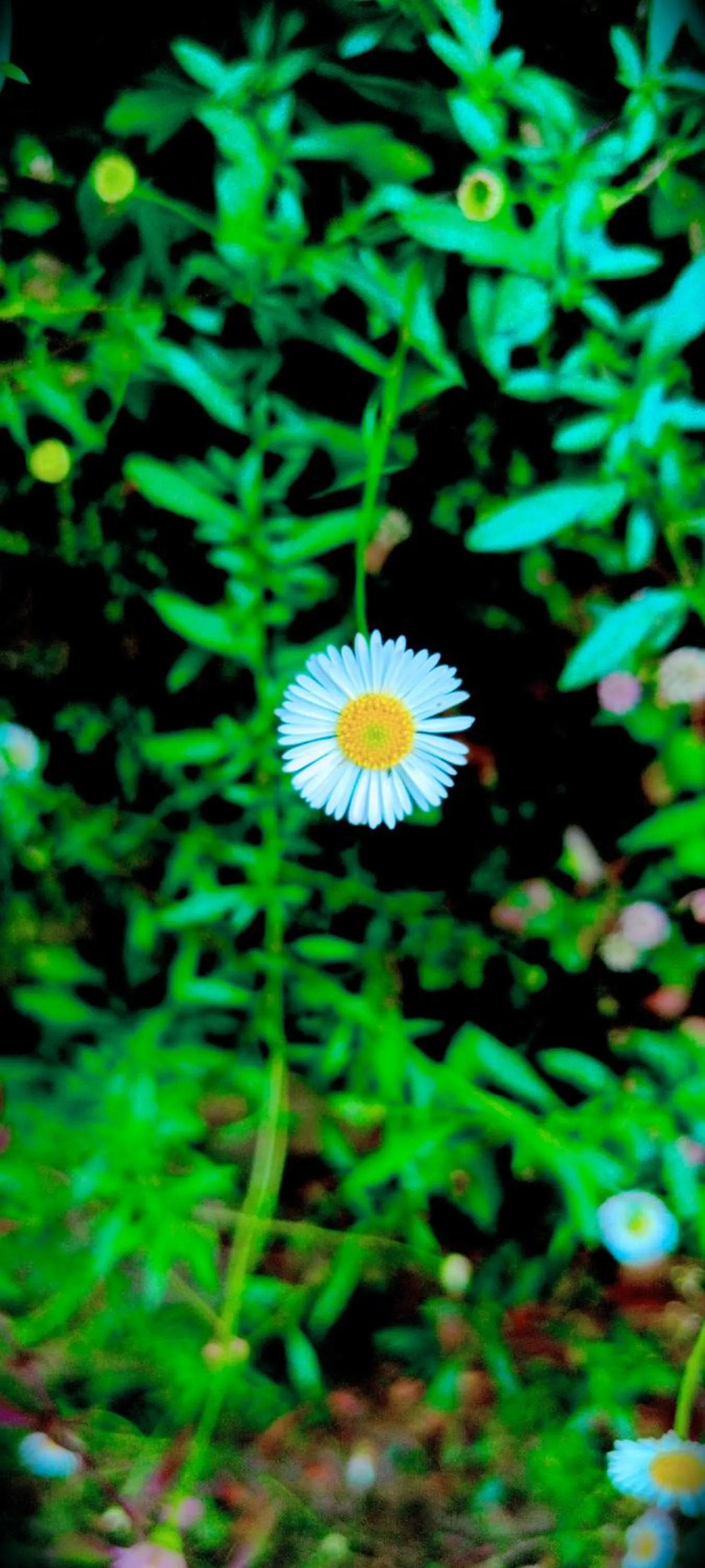 Garden in Adisham village home Haputale