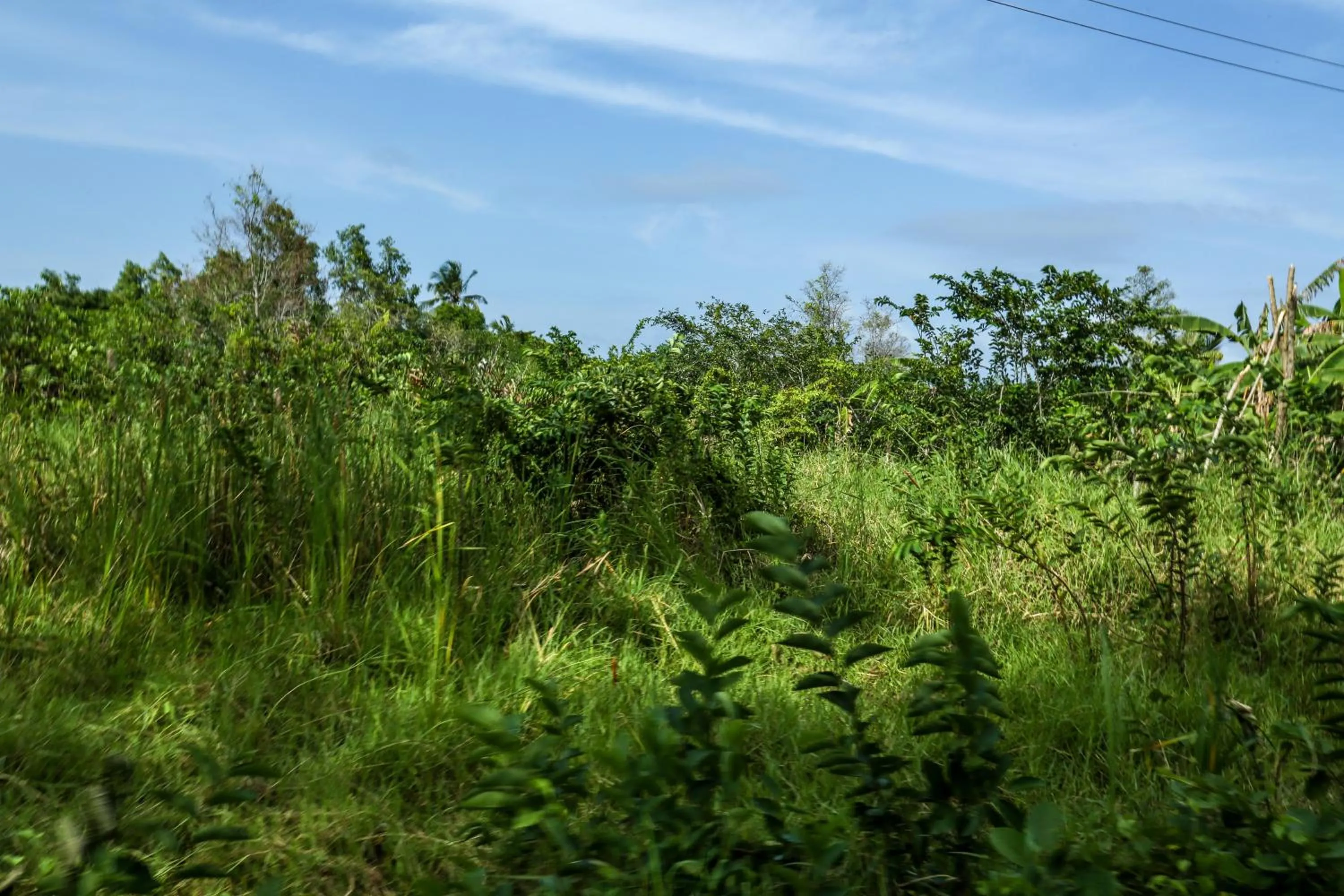 Natural landscape in Ranjith Guest