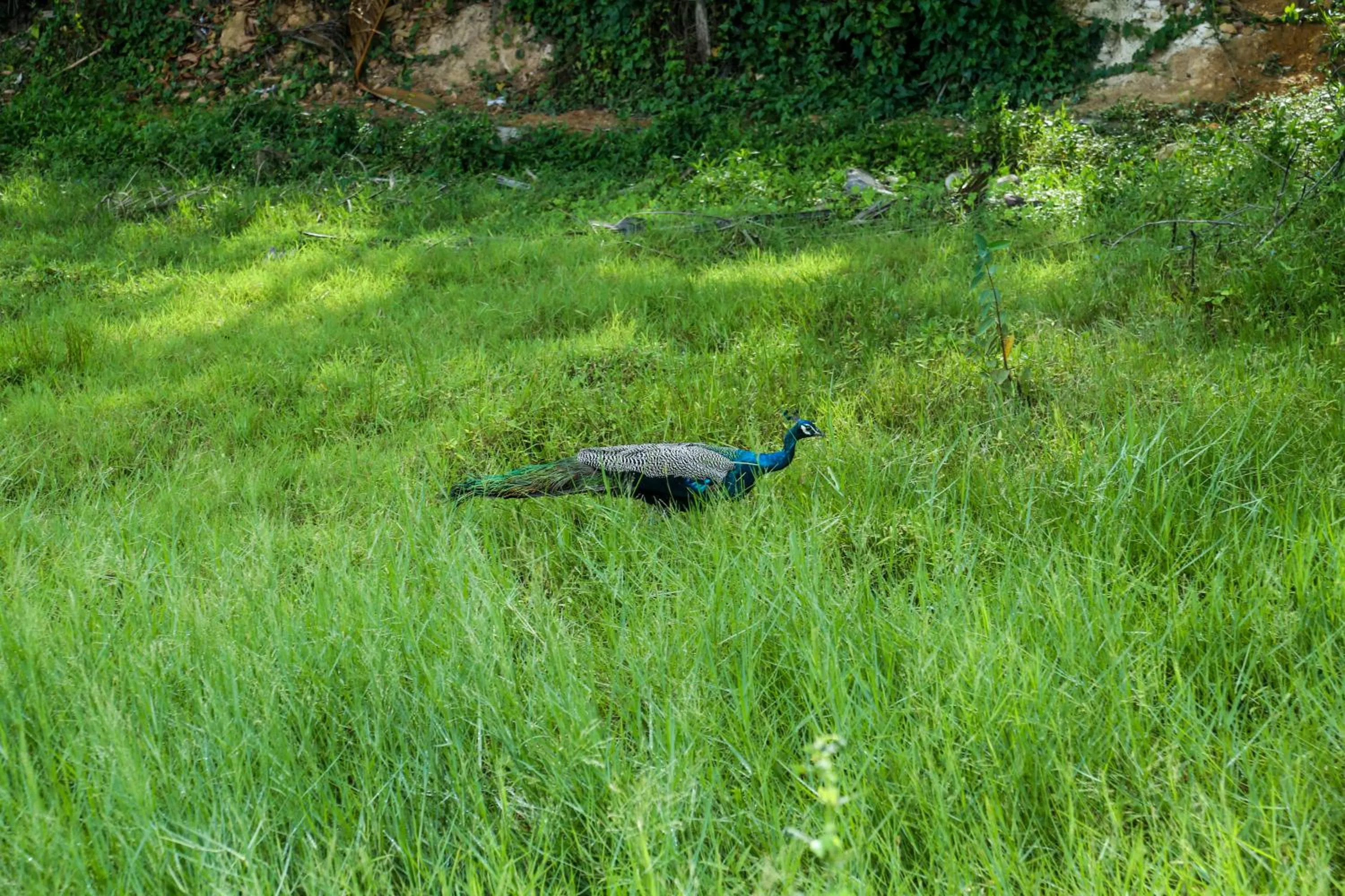 Natural landscape in Ranjith Guest
