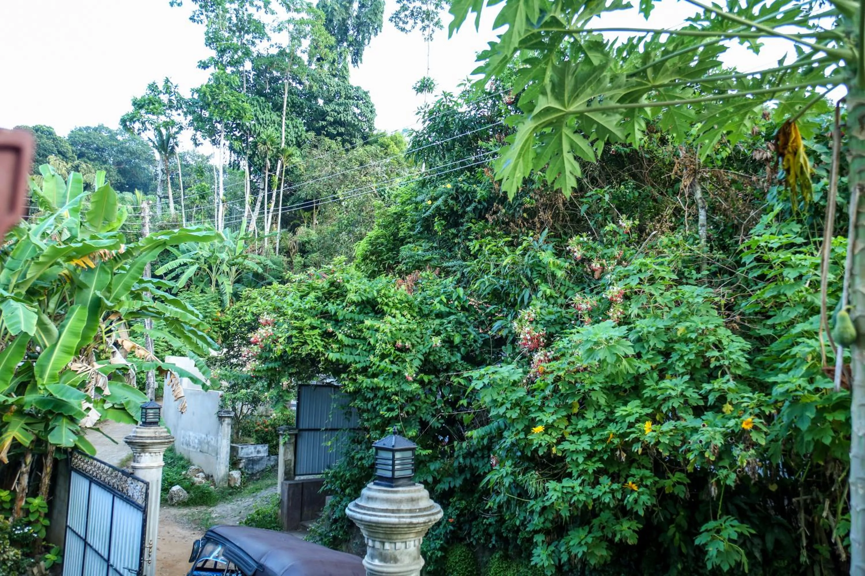 Natural landscape in Ranjith Guest