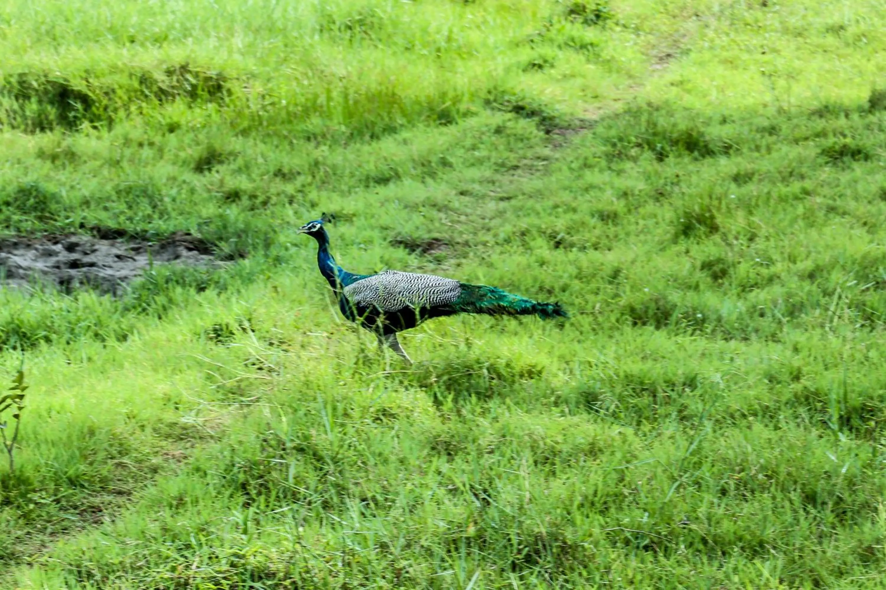 Natural landscape in Ranjith Guest