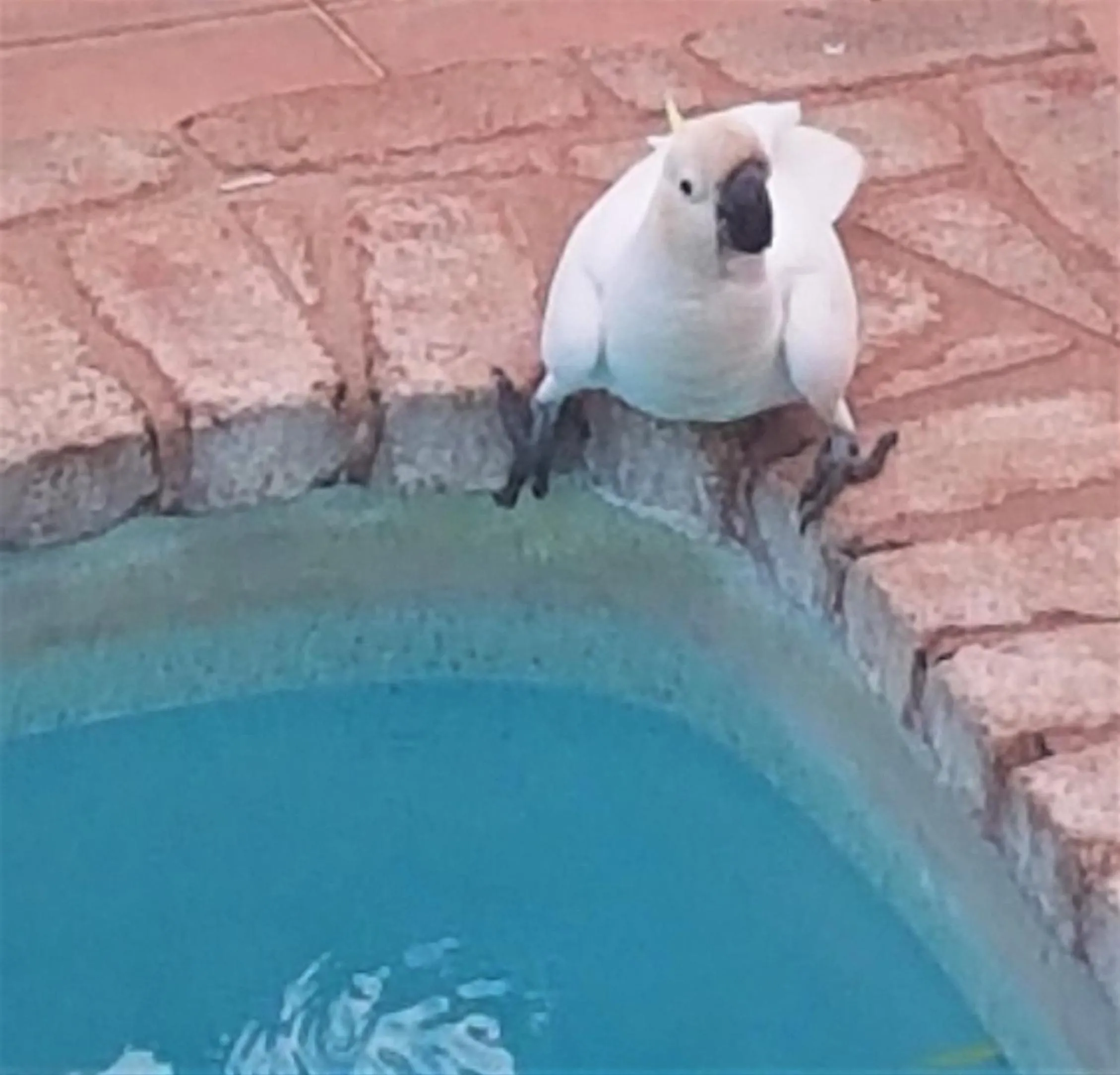 Animals in Whitsunday Waterfront Apartments