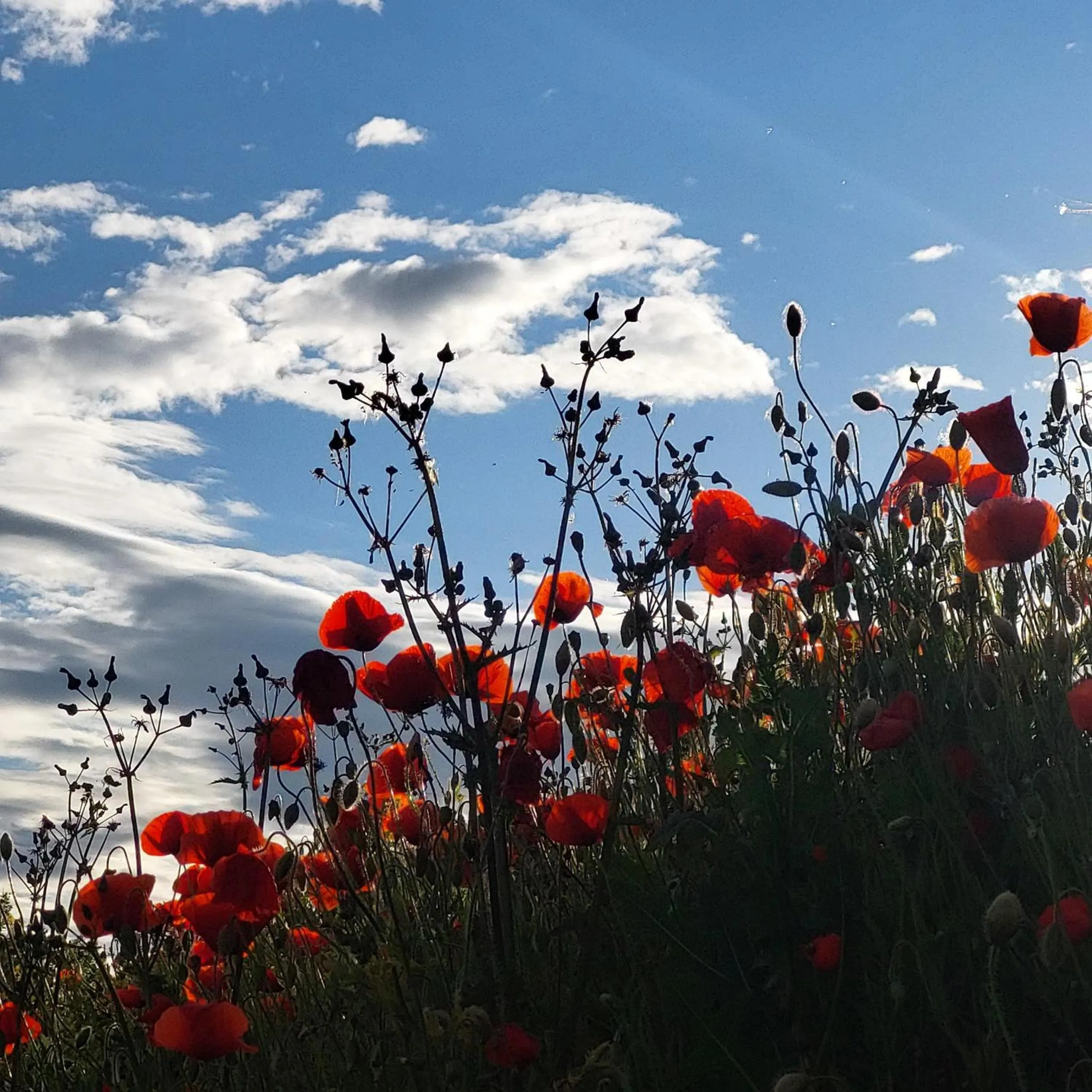 Garden in Casa Rovelli