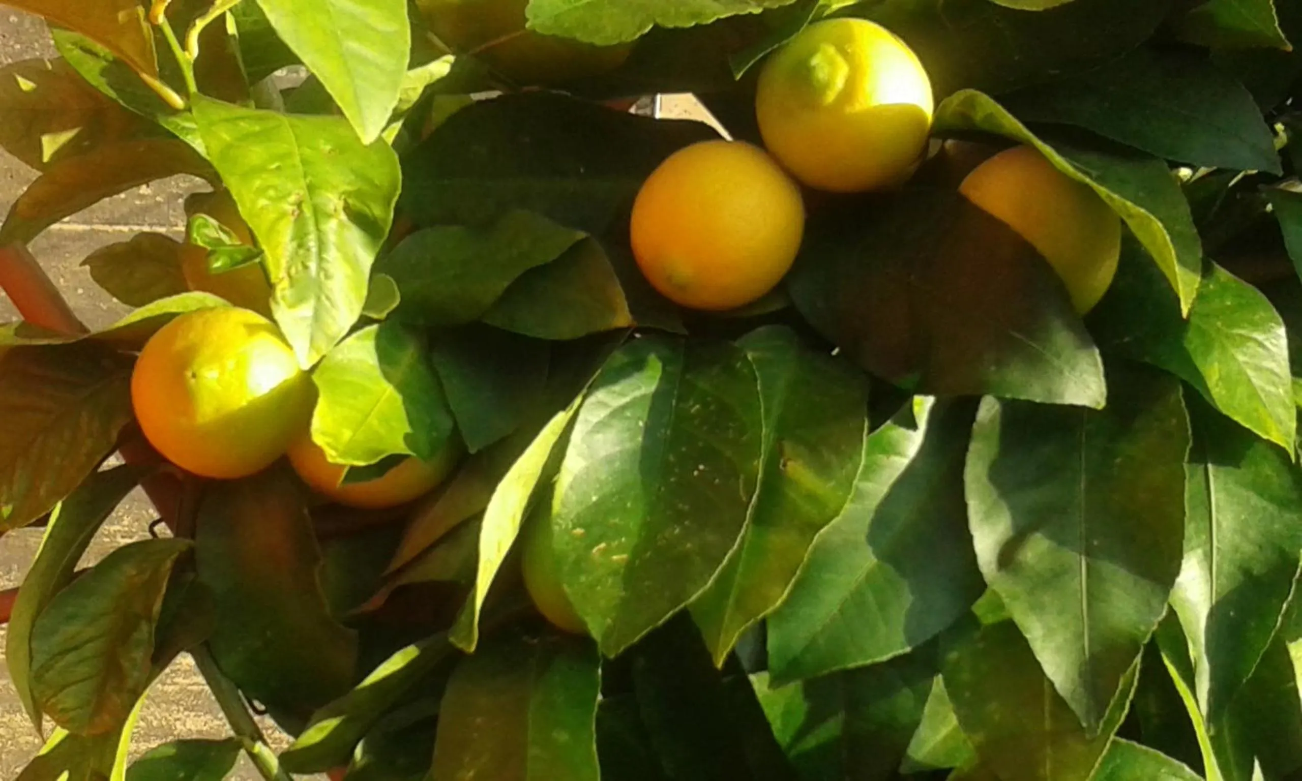 Balcony/Terrace in Dreams Guest House
