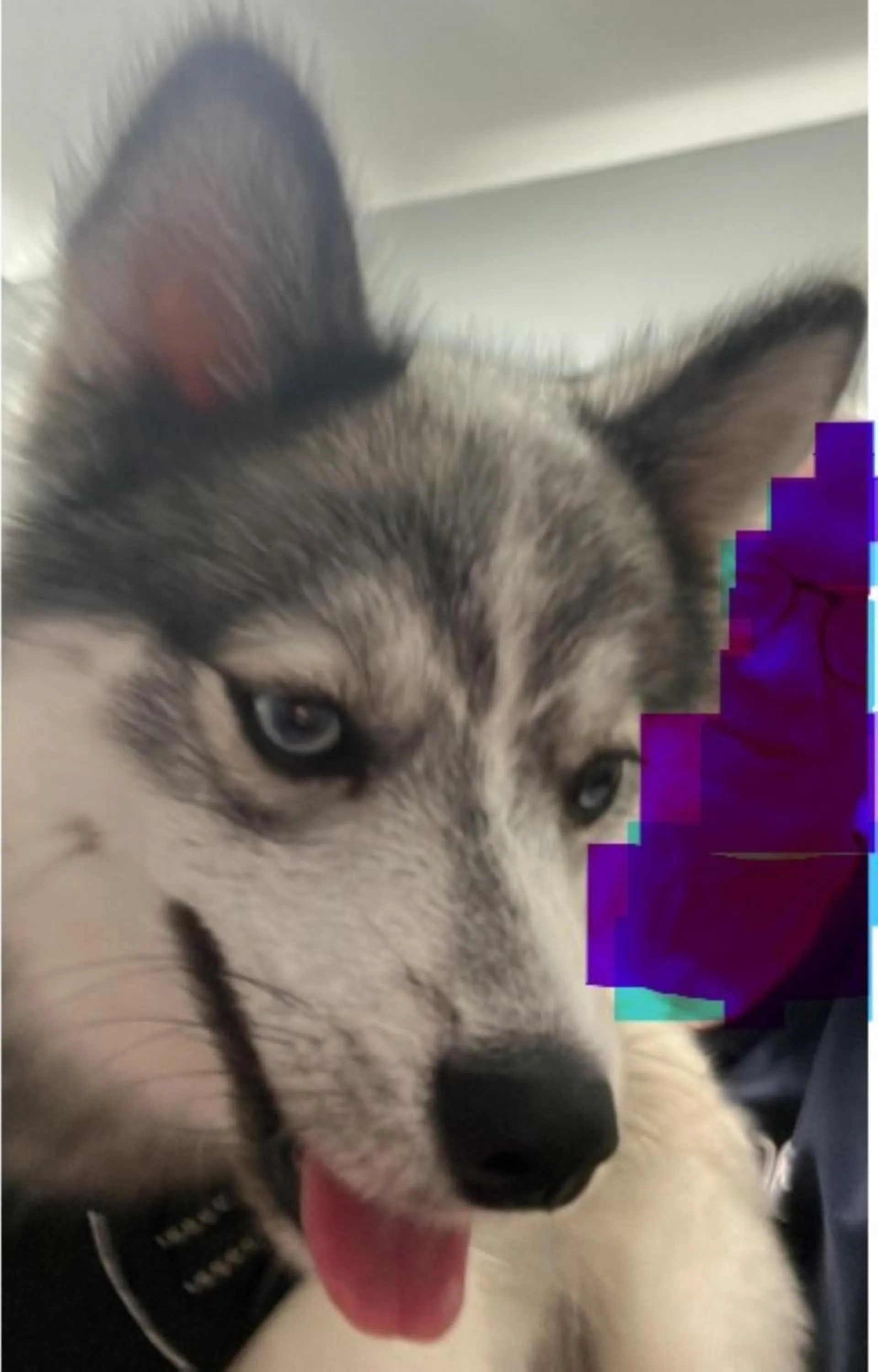 pet friendly in Kyriad Rouen Sud - Oissel