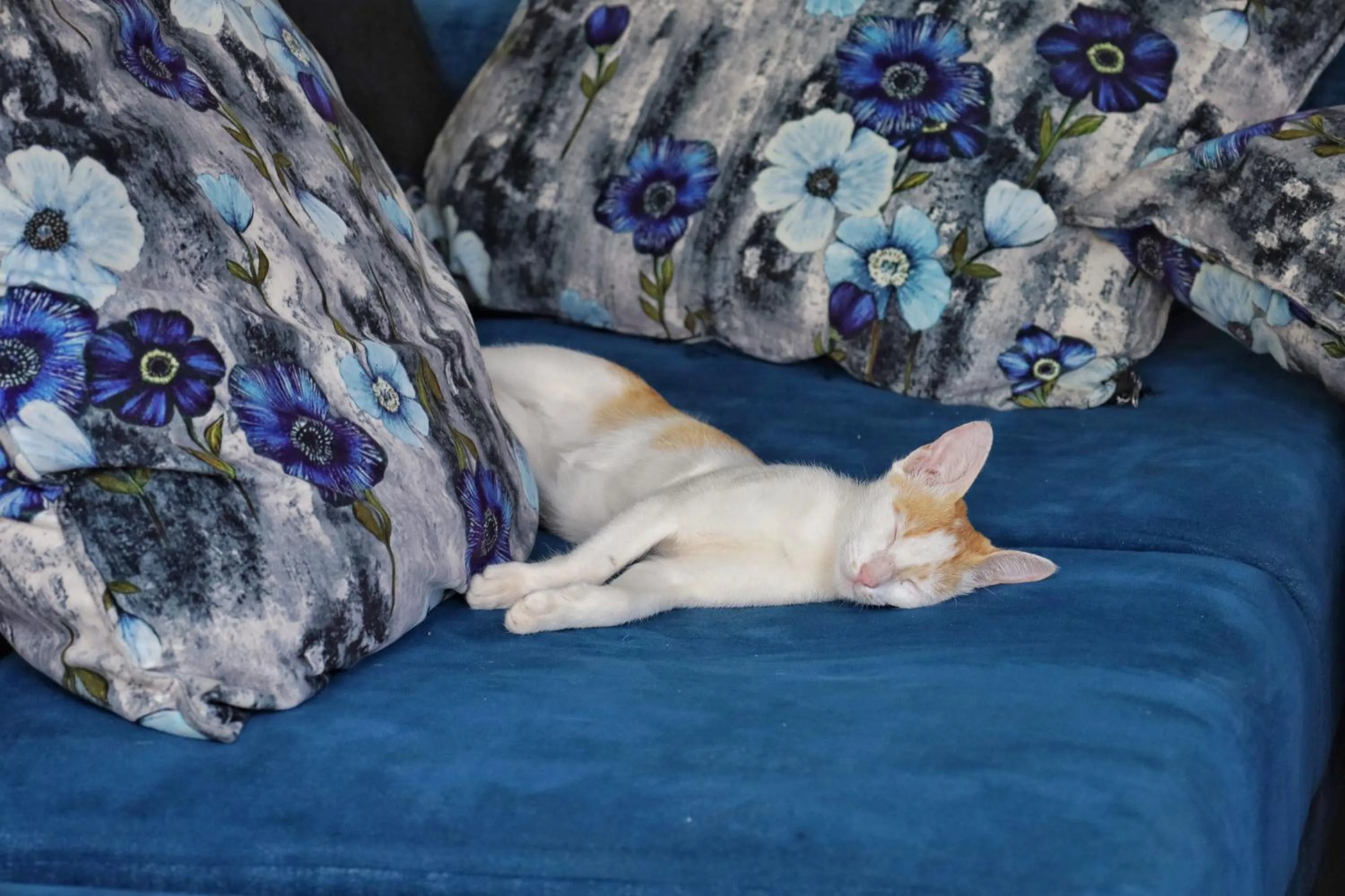 Pets in Wake N Flow, Weligama