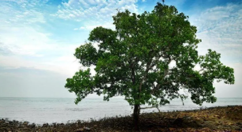 Mynubeholidays - NTCPD