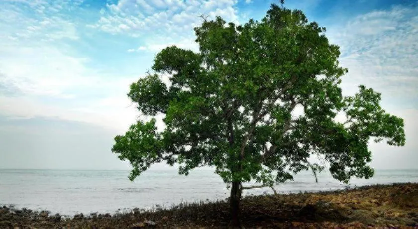 Mynubeholidays - NTCPD