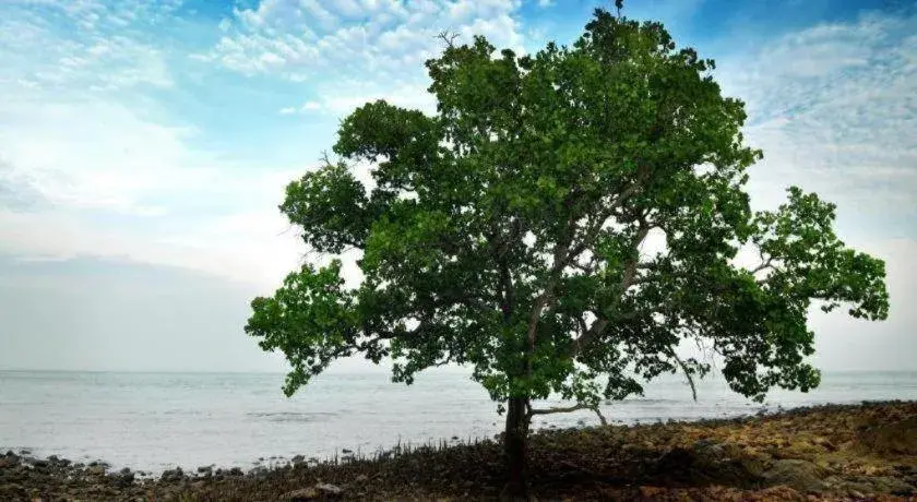 Mynubeholidays - NTCPD Mynubeholidays - NTCPD