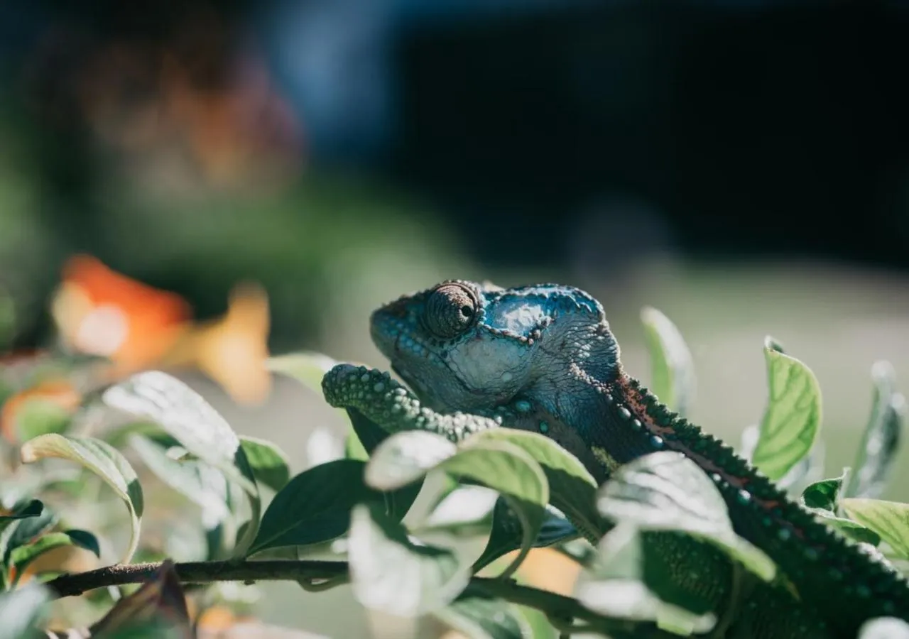 Animals in The Village Lodge