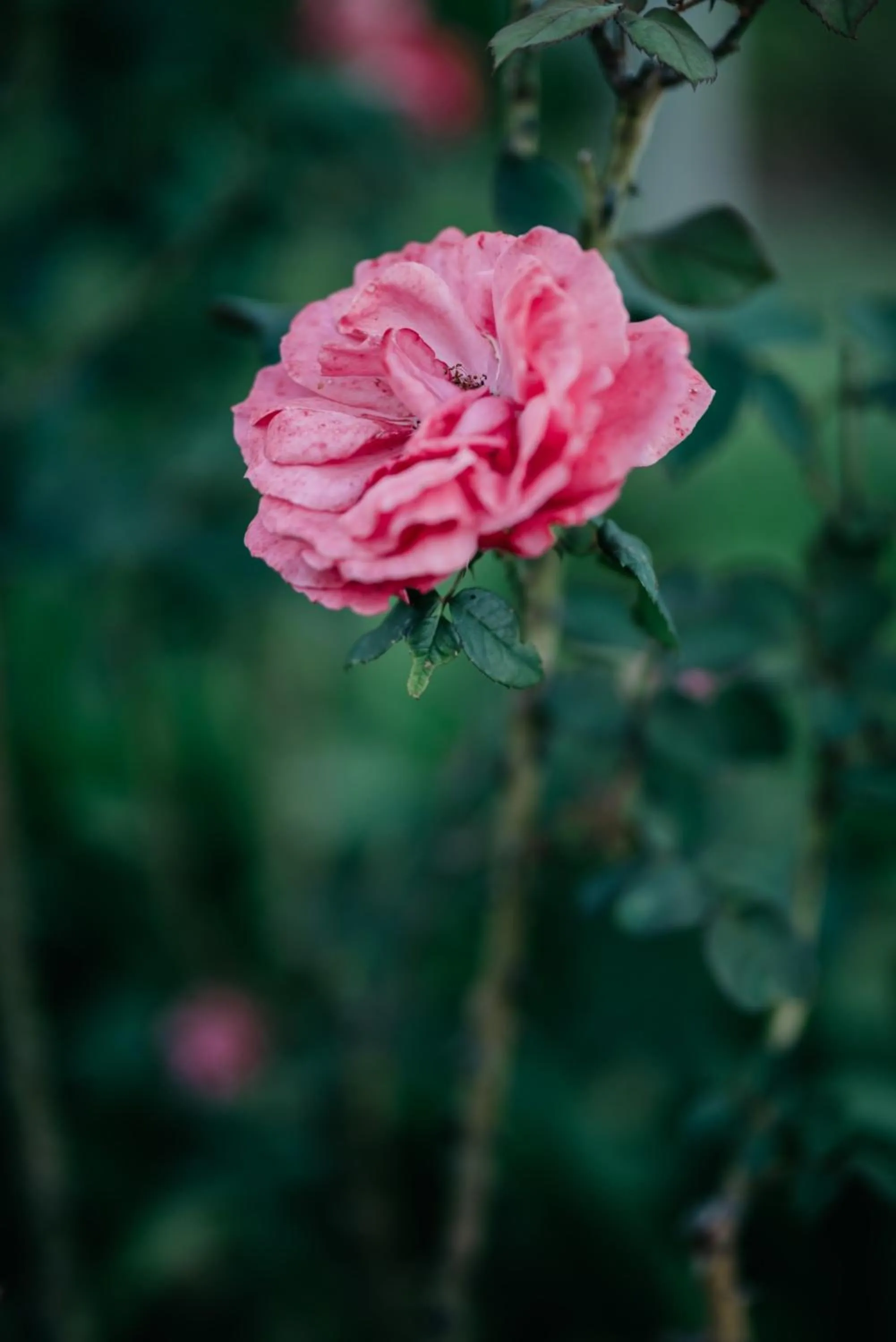 Garden in The Village Lodge
