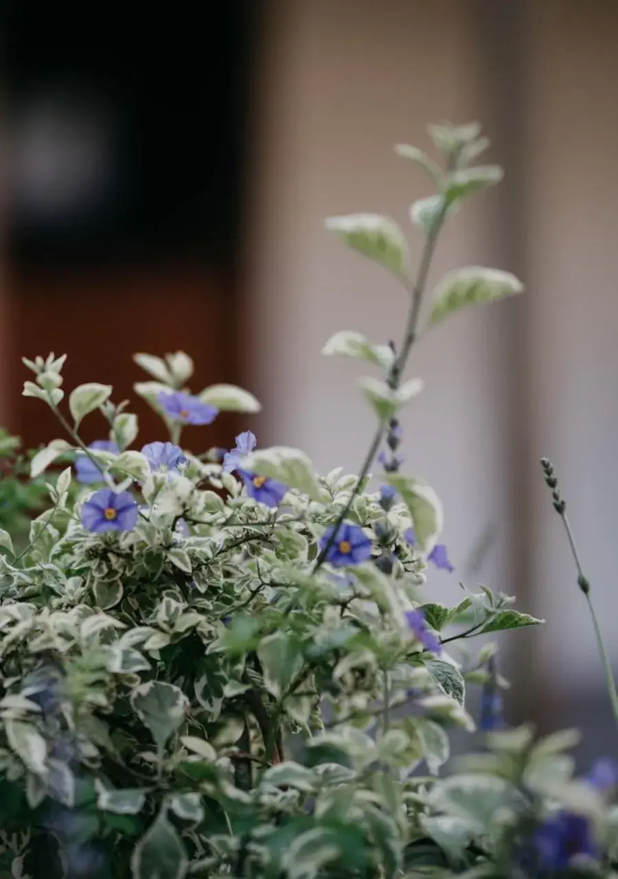 Garden view in The Village Lodge Garden view in The Village Lodge