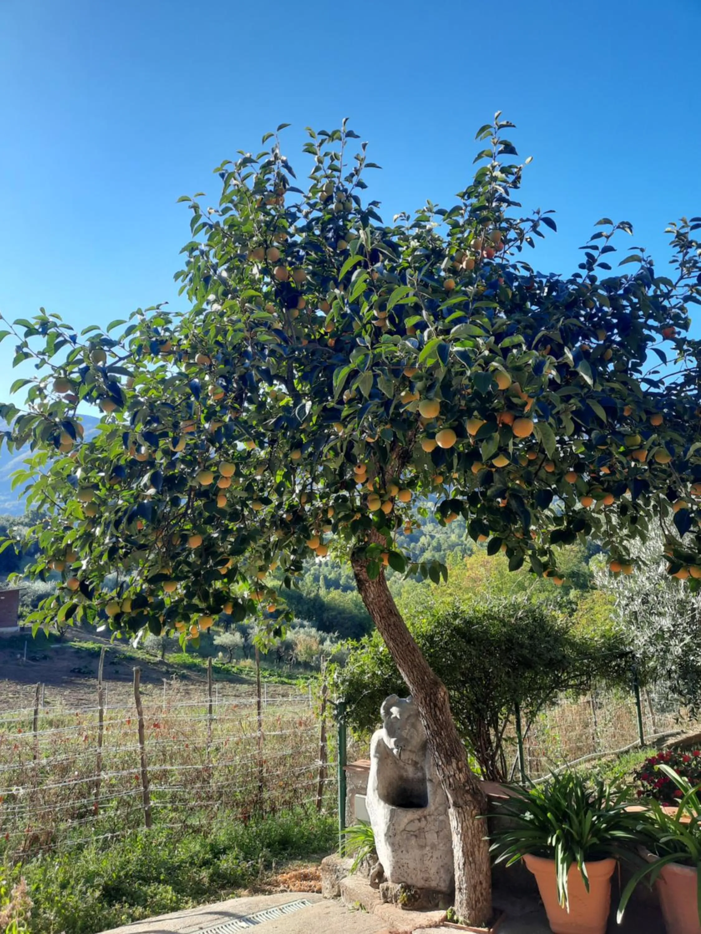 B&B Cuoreverde Pollino