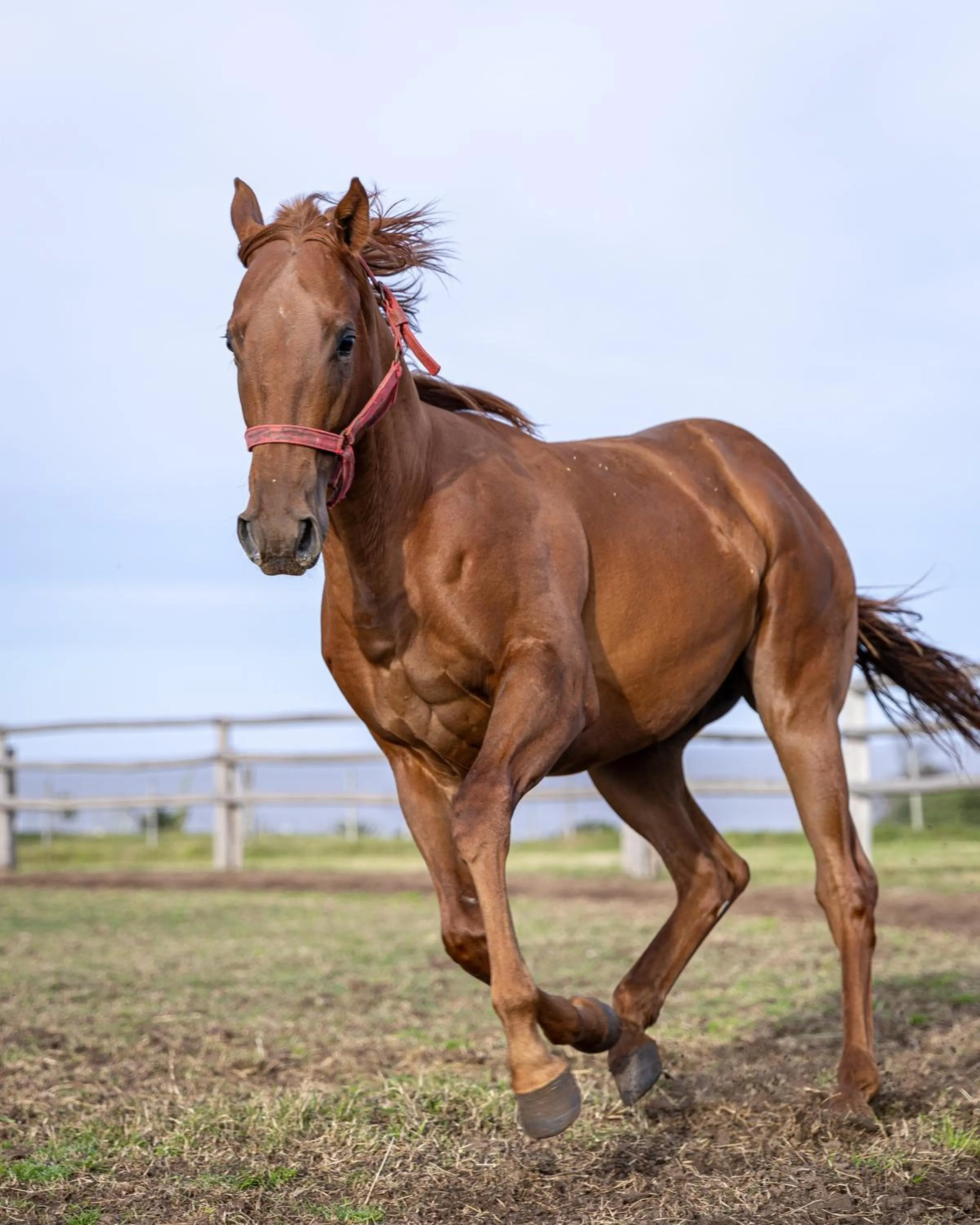 Animals in La Baguala