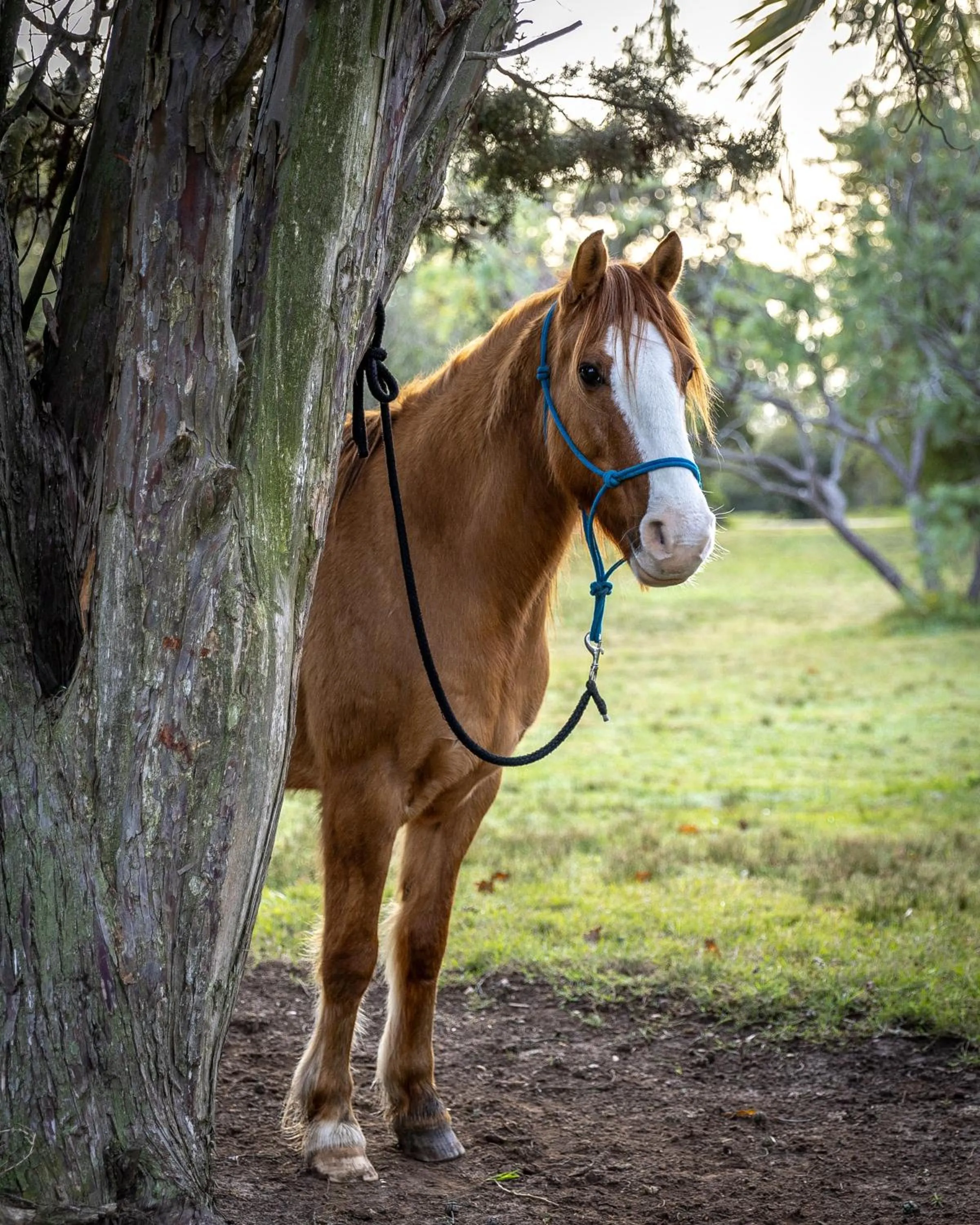 Animals in La Baguala