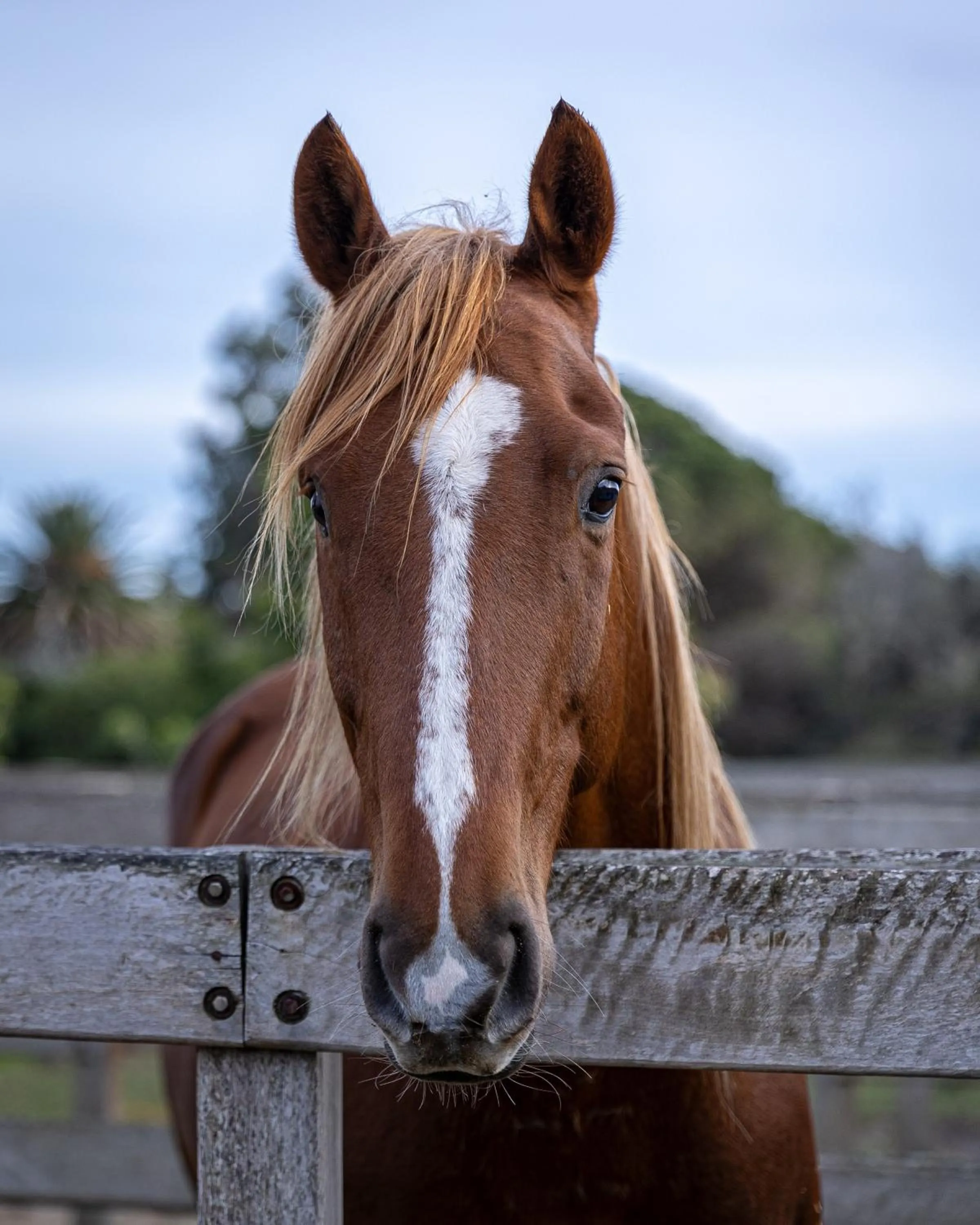 Animals in La Baguala