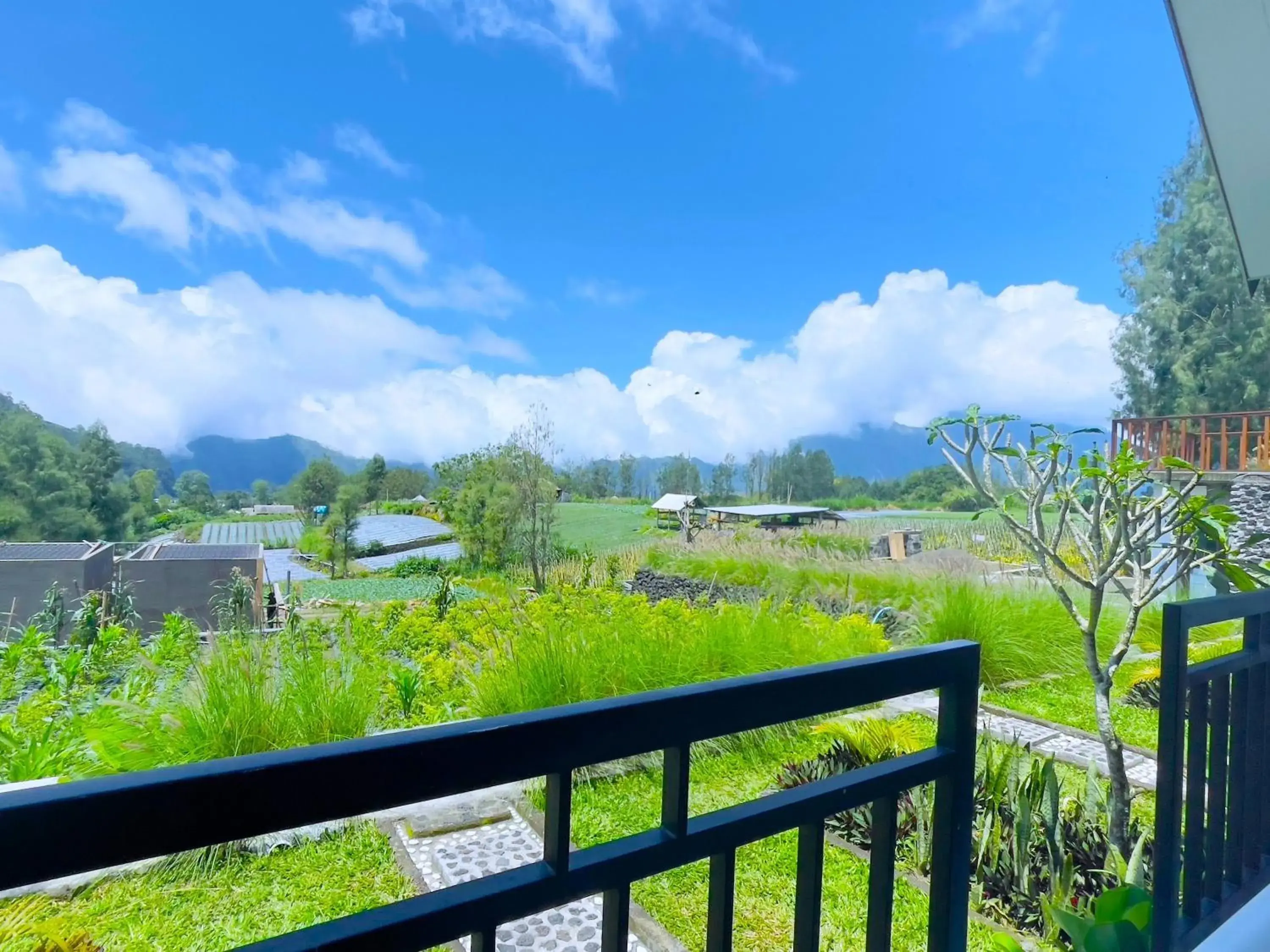 The Iris Kintamani The Iris Kintamani