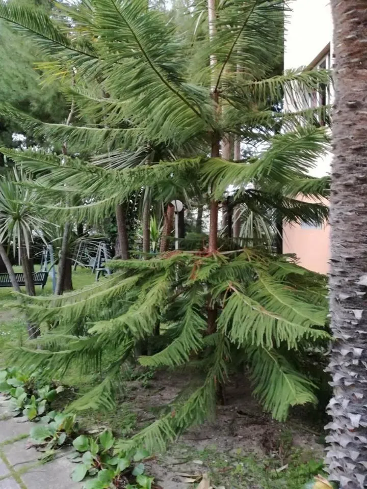 Garden in Hotel La Terrazza
