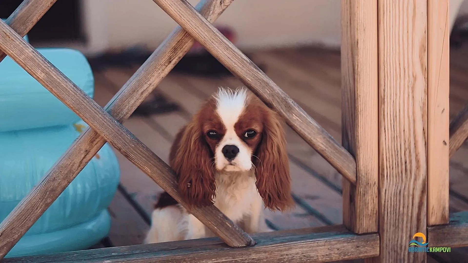 Pets in Mobile Homes Camp Pineta - Adriatic Kampovi