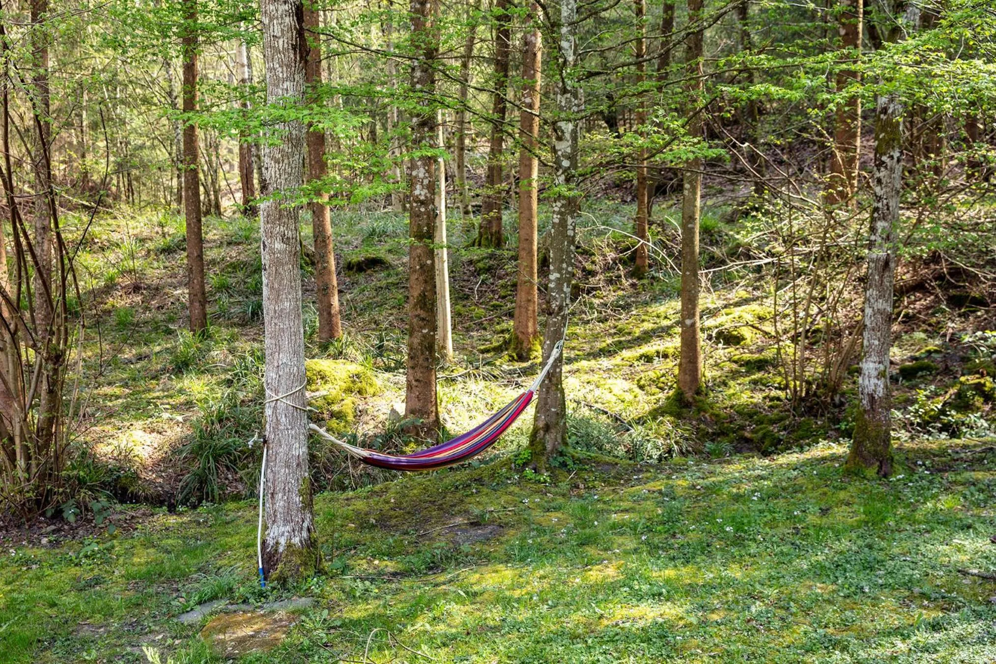 Natural landscape in Villa Waldeslust